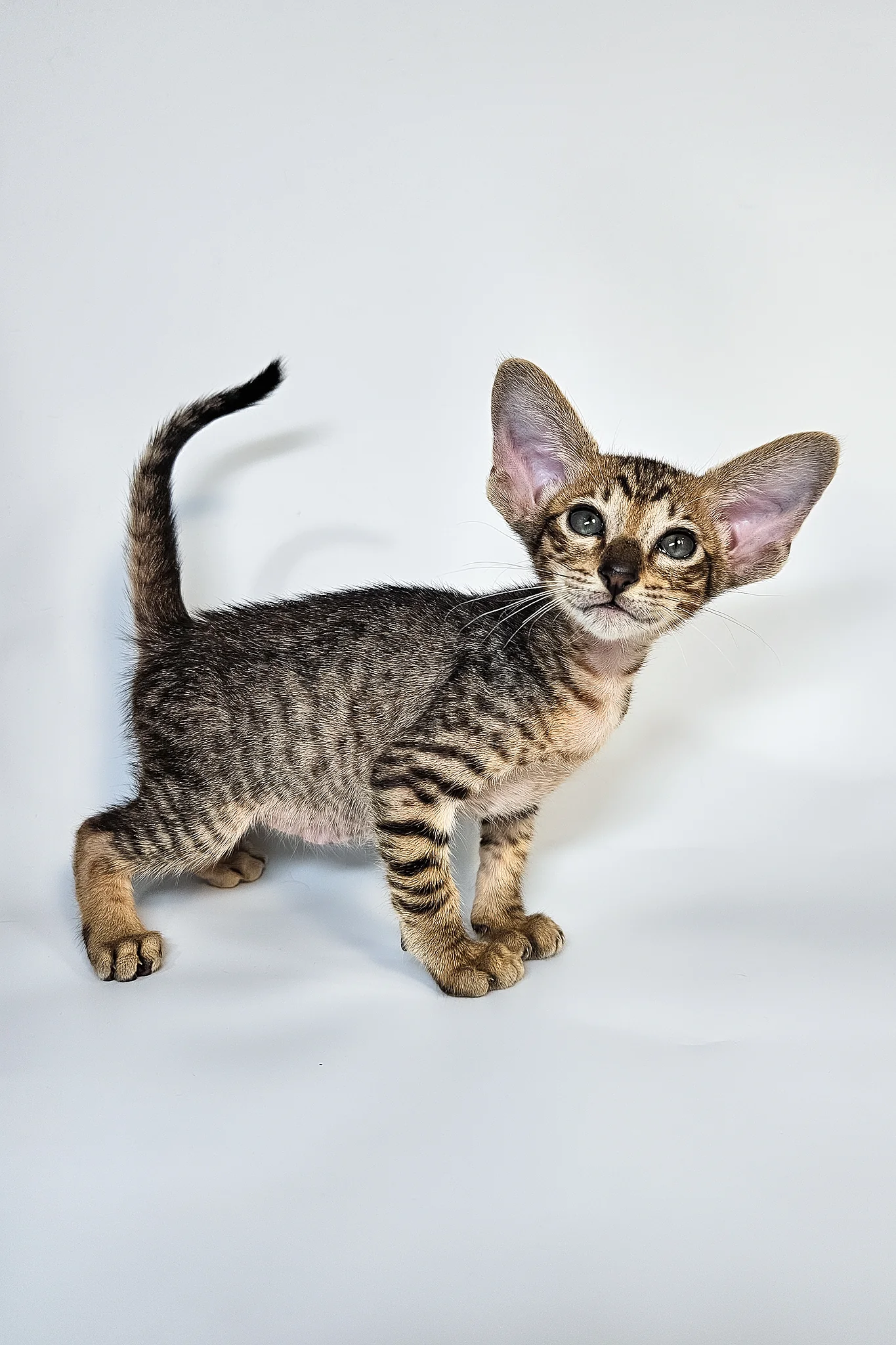 Leon | Oriental Shorthair Kitten - Image 8