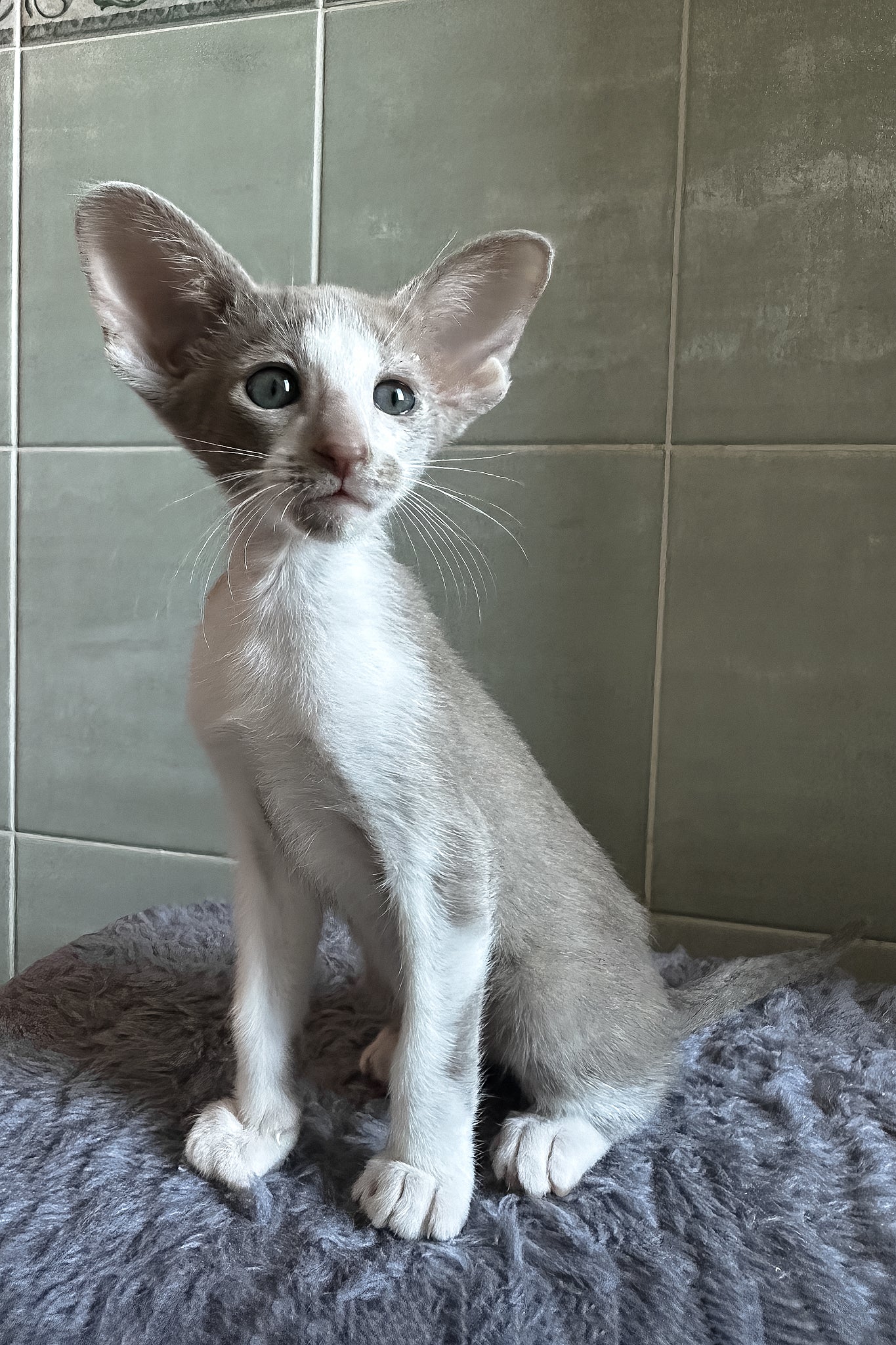 Luciano | Oriental Shorthair Kitten - Image 2
