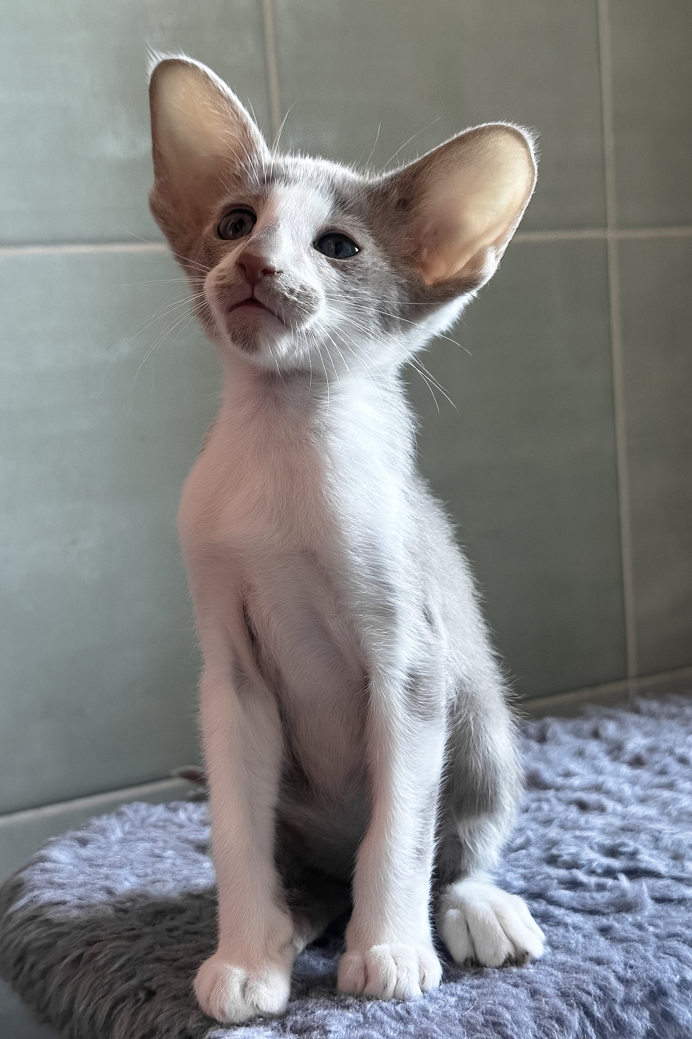 Luciano | Oriental Shorthair Kitten - Image 7