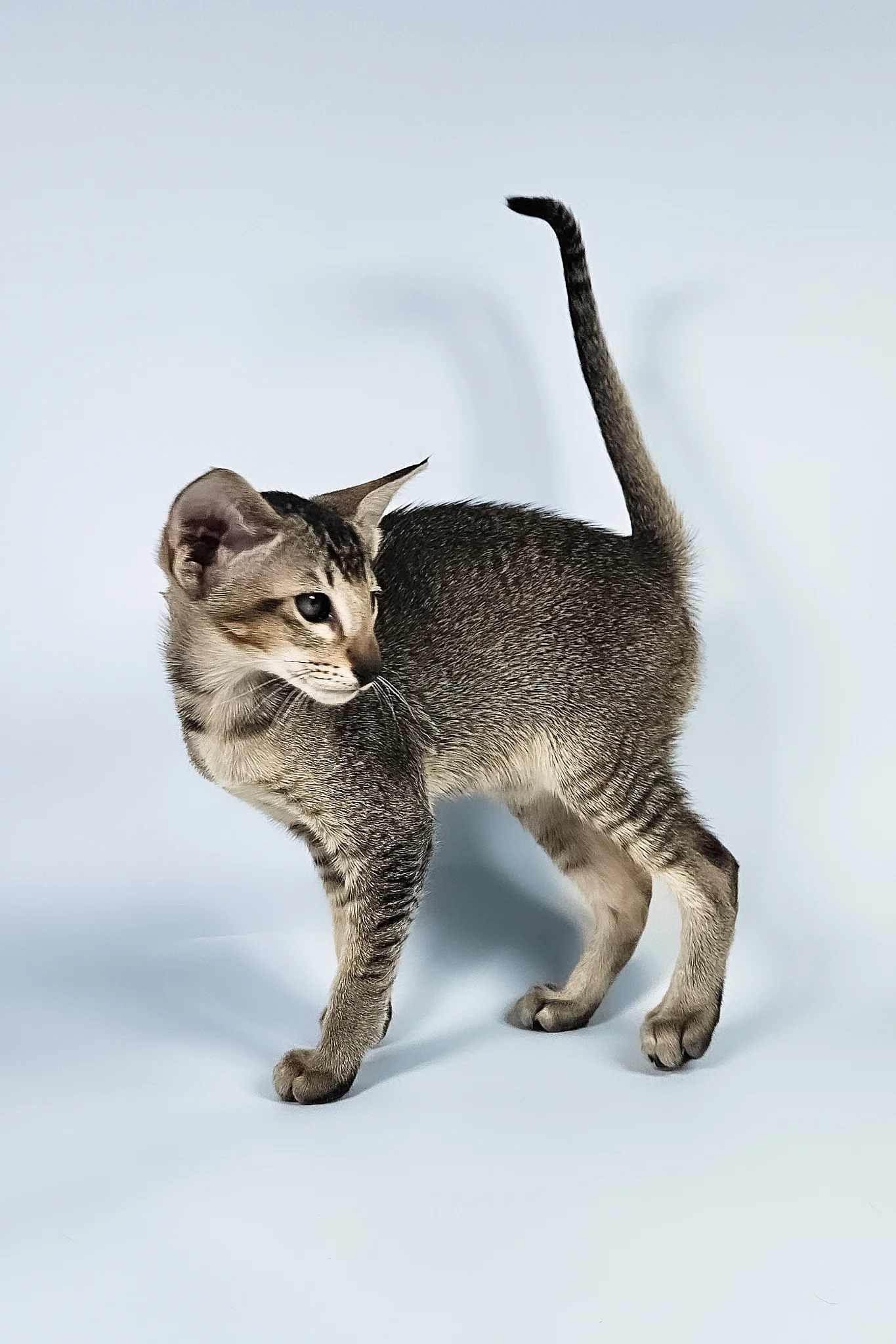 Nord | Oriental Shorthair Kitten - Image 4