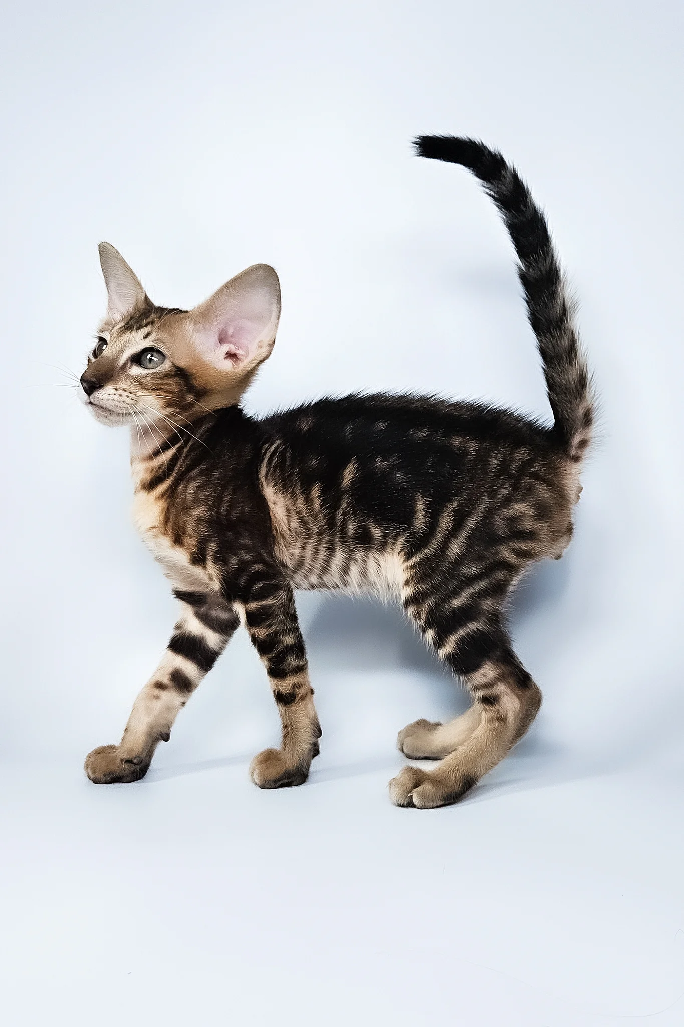 Orion | Oriental Shorthair Kitten - Image 10