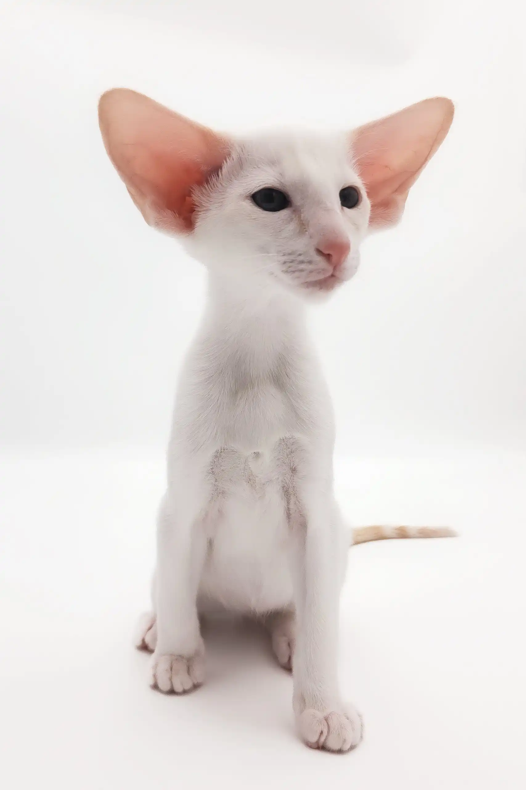 Raphael | Oriental Shorthair Kitten - Image 6