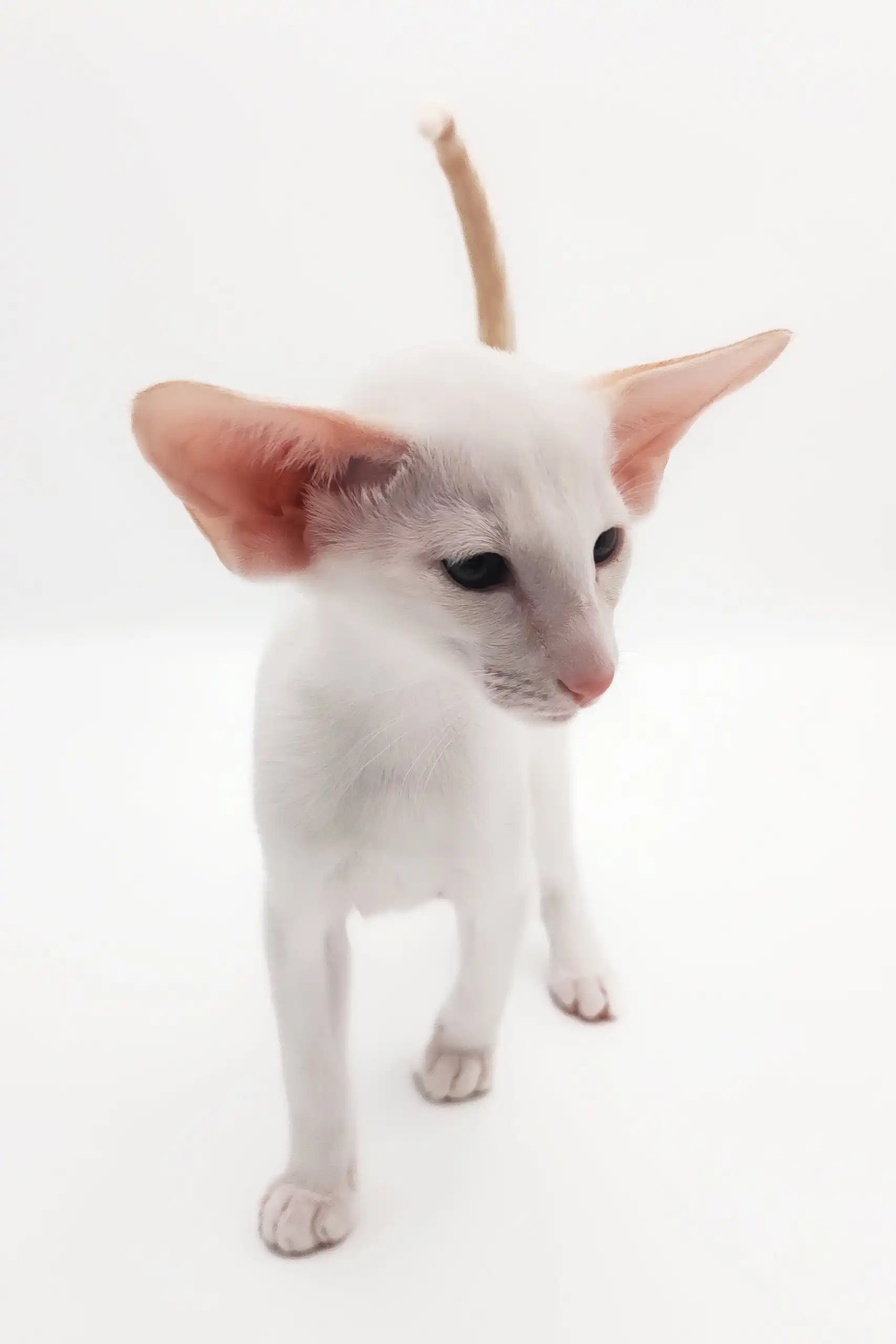 Raphael | Oriental Shorthair Kitten - Image 7