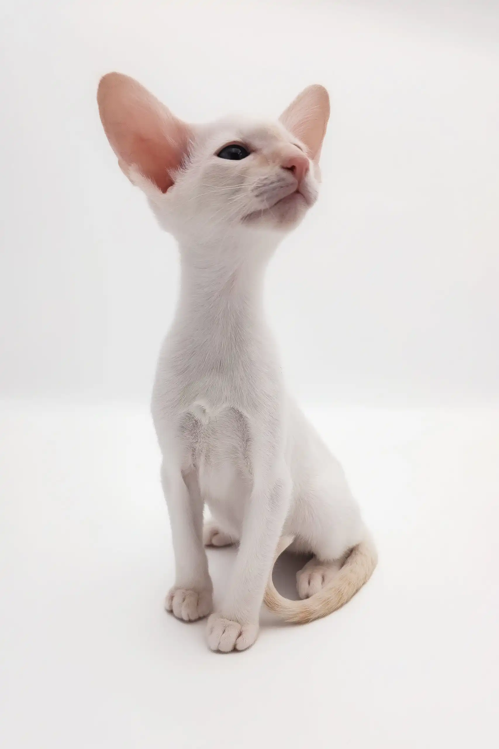 Raymond | Oriental Shorthair Kitten - Image 9