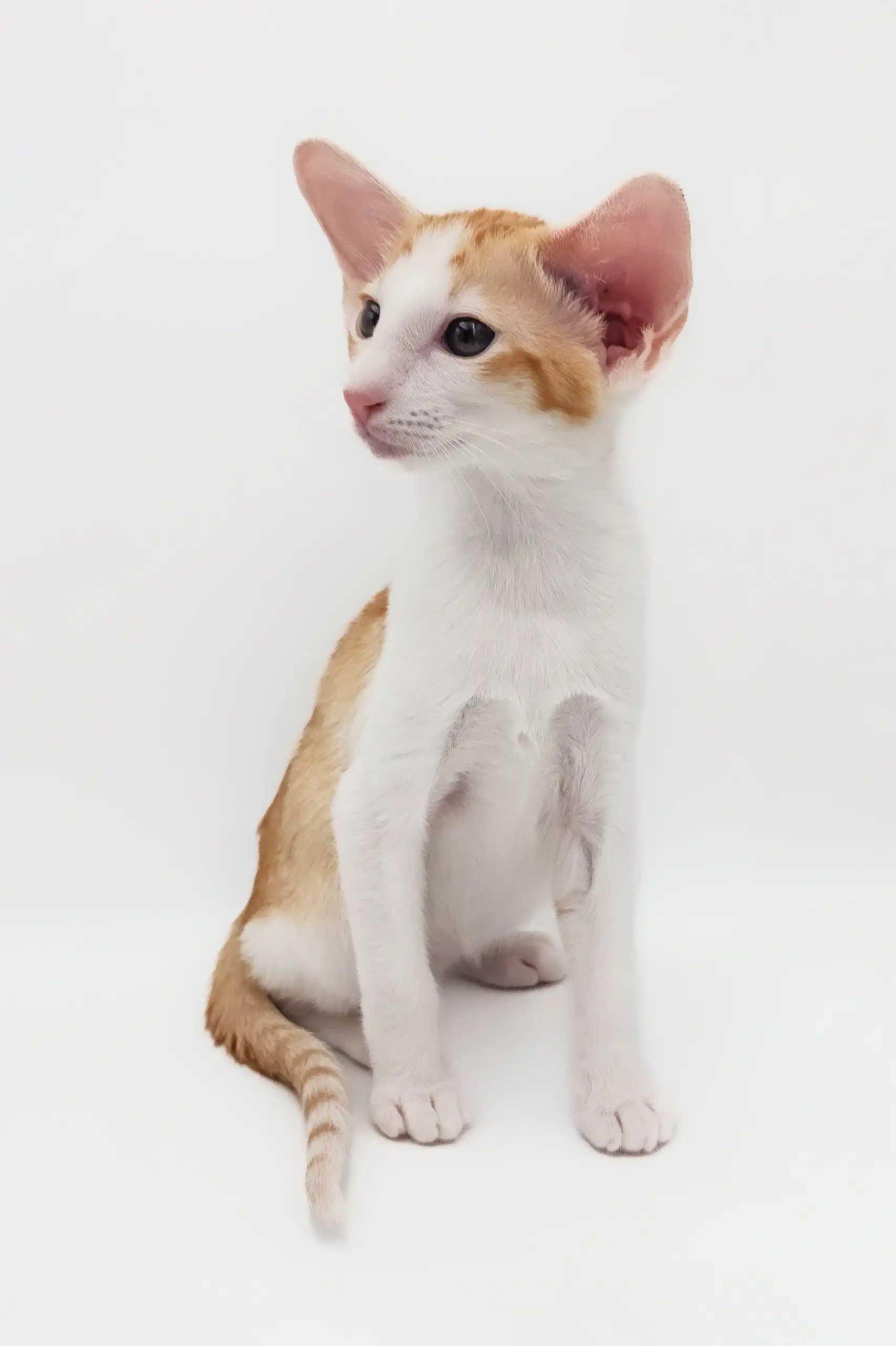 Redley | Oriental Shorthair Kitten - Image 10