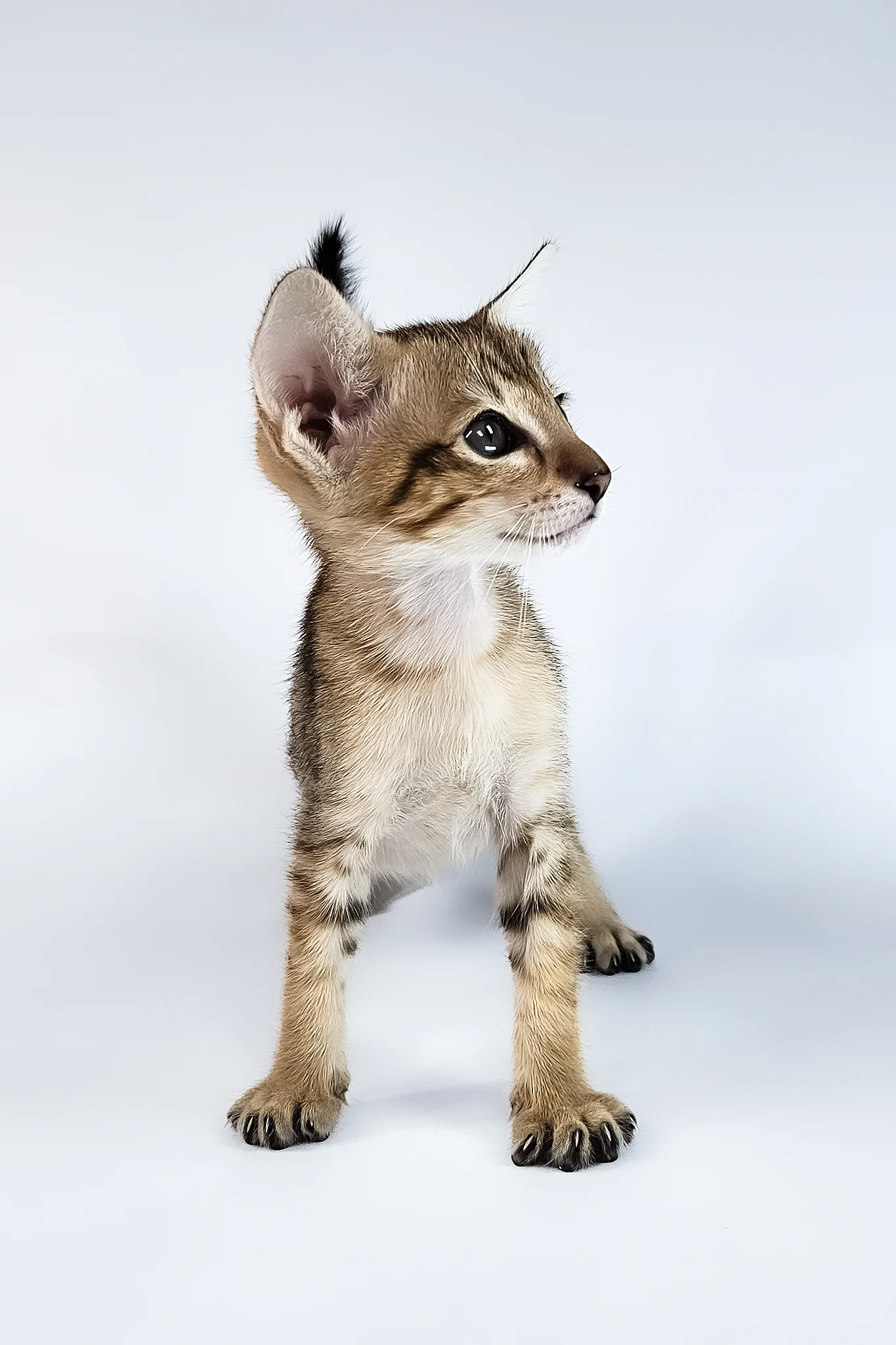Romulus | Oriental Shorthair Kitten - Image 9