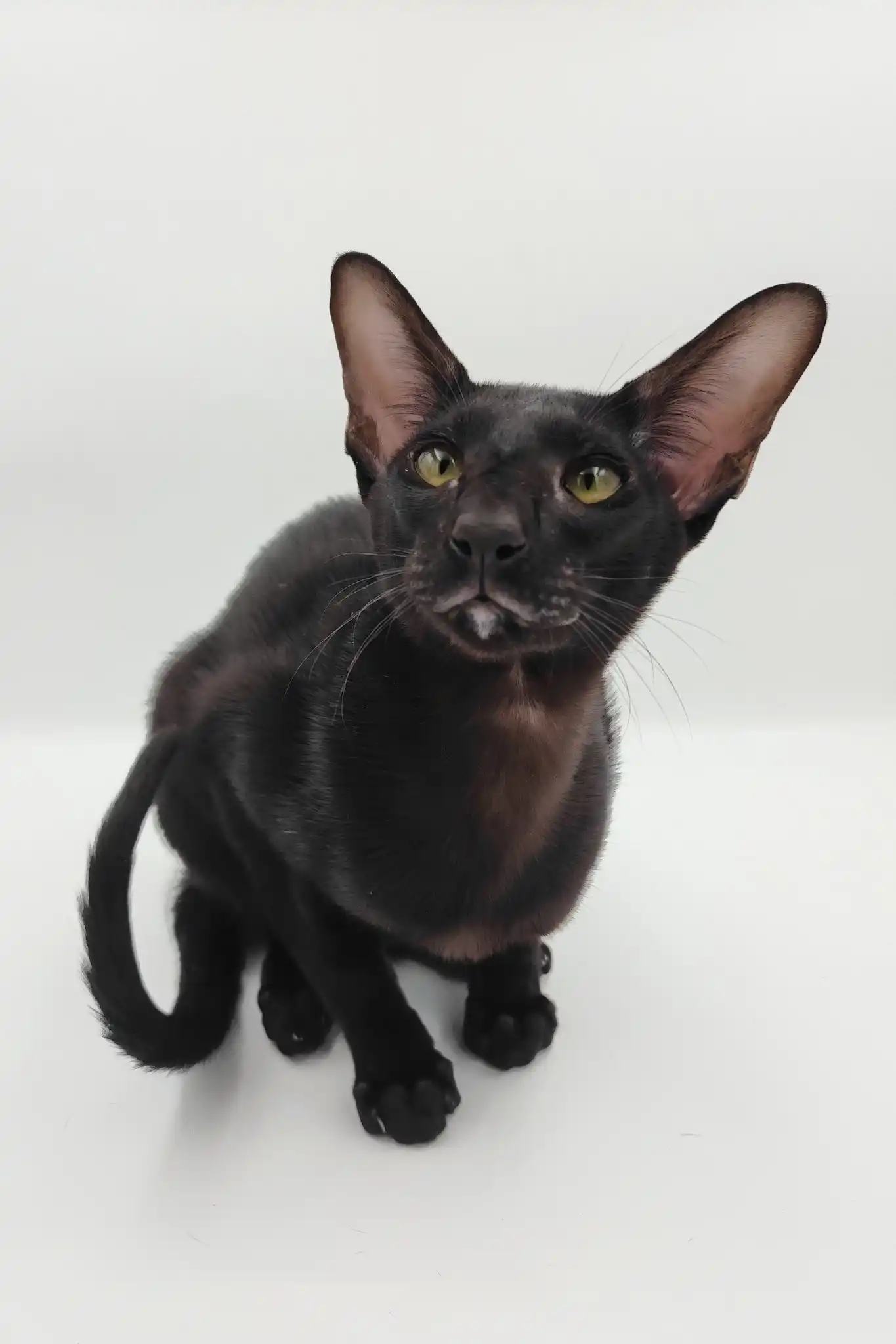 Sigmund | Oriental Shorthair Kitten - Image 4