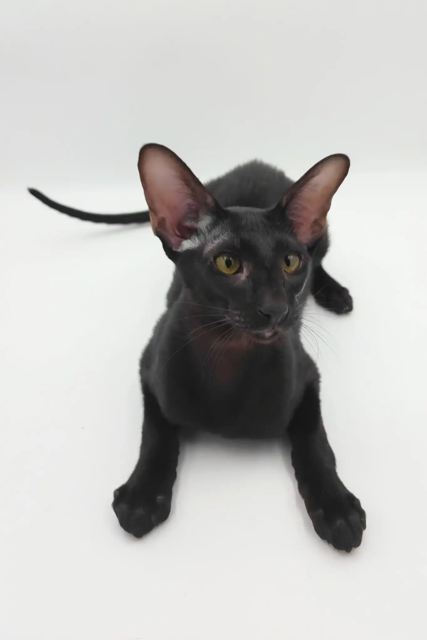 Sigmund | Oriental Shorthair Kitten - Image 7