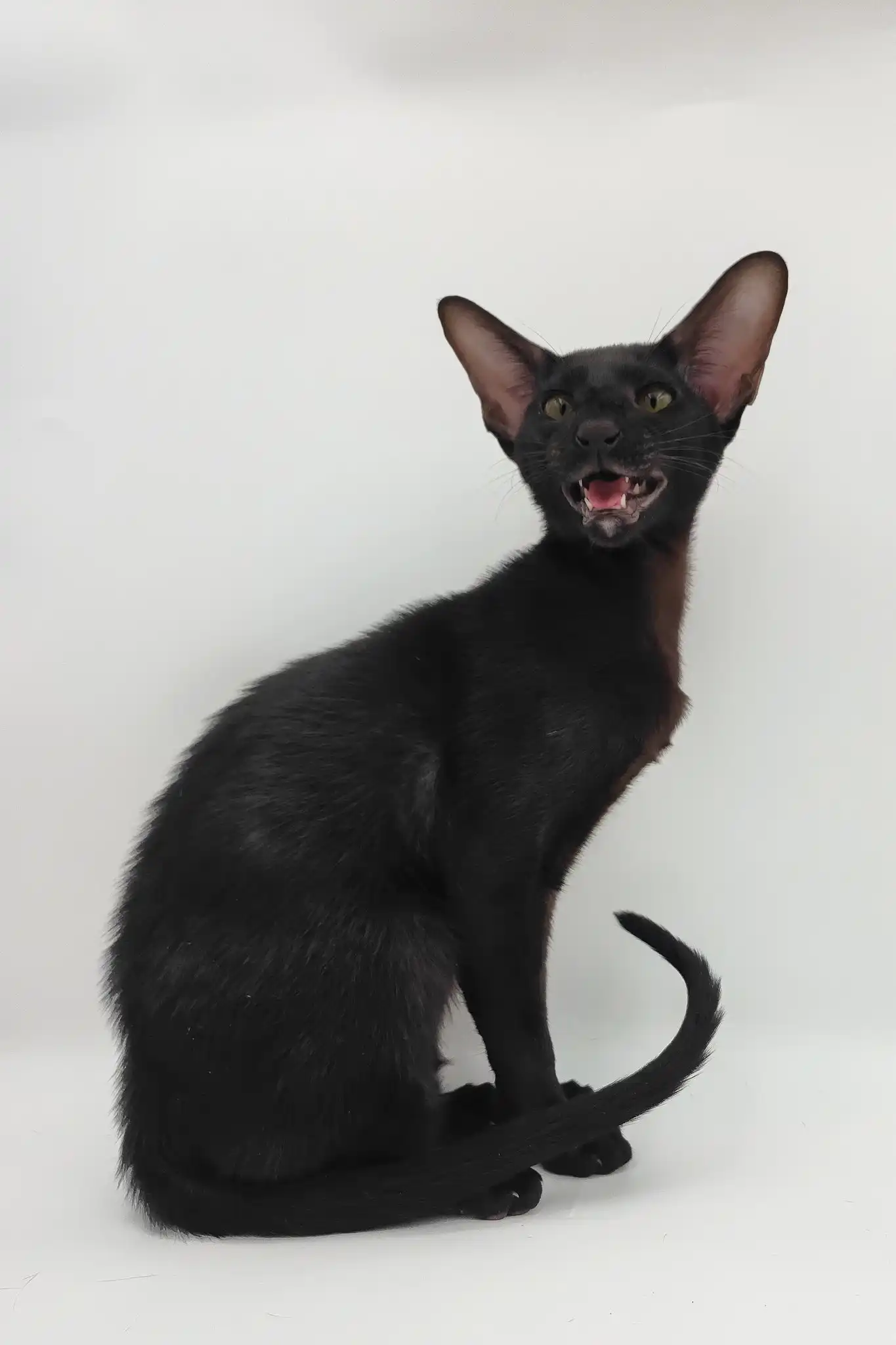 Sigmund | Oriental Shorthair Kitten - Image 9