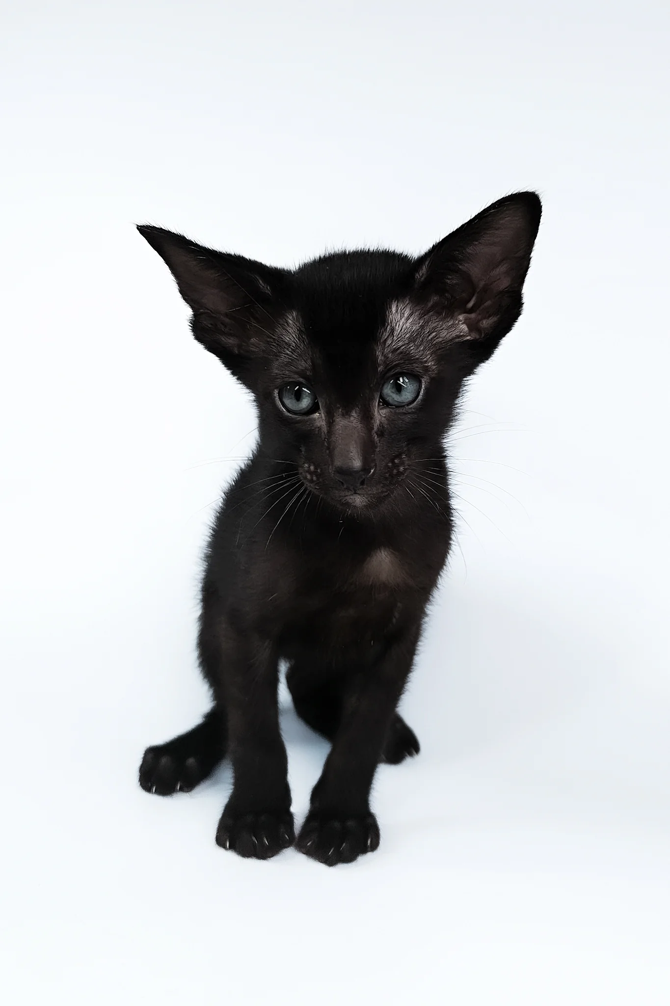 Sirnik | Oriental Shorthair Kitten - Image 5