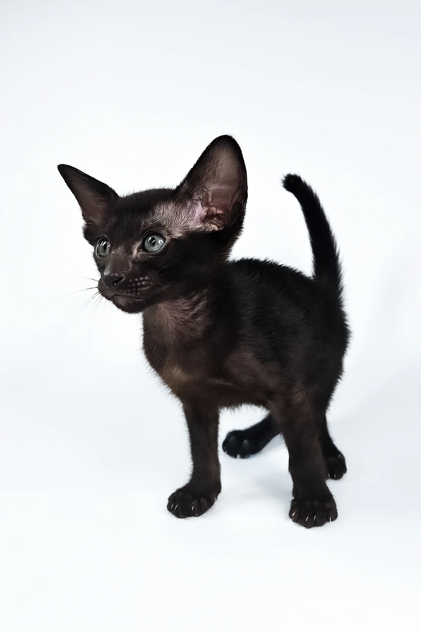 Sirnik | Oriental Shorthair Kitten - Image 9