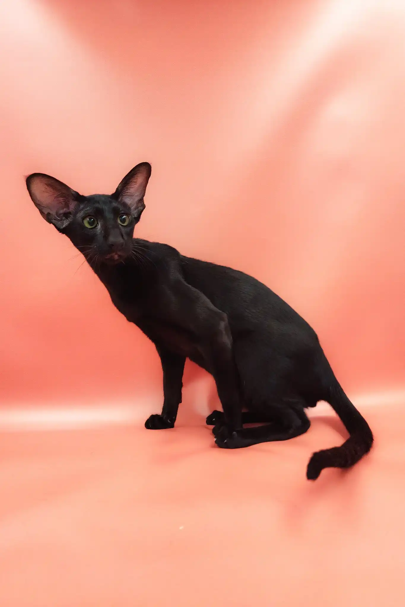 Teоdore | Oriental Shorthair Kitten - Image 4