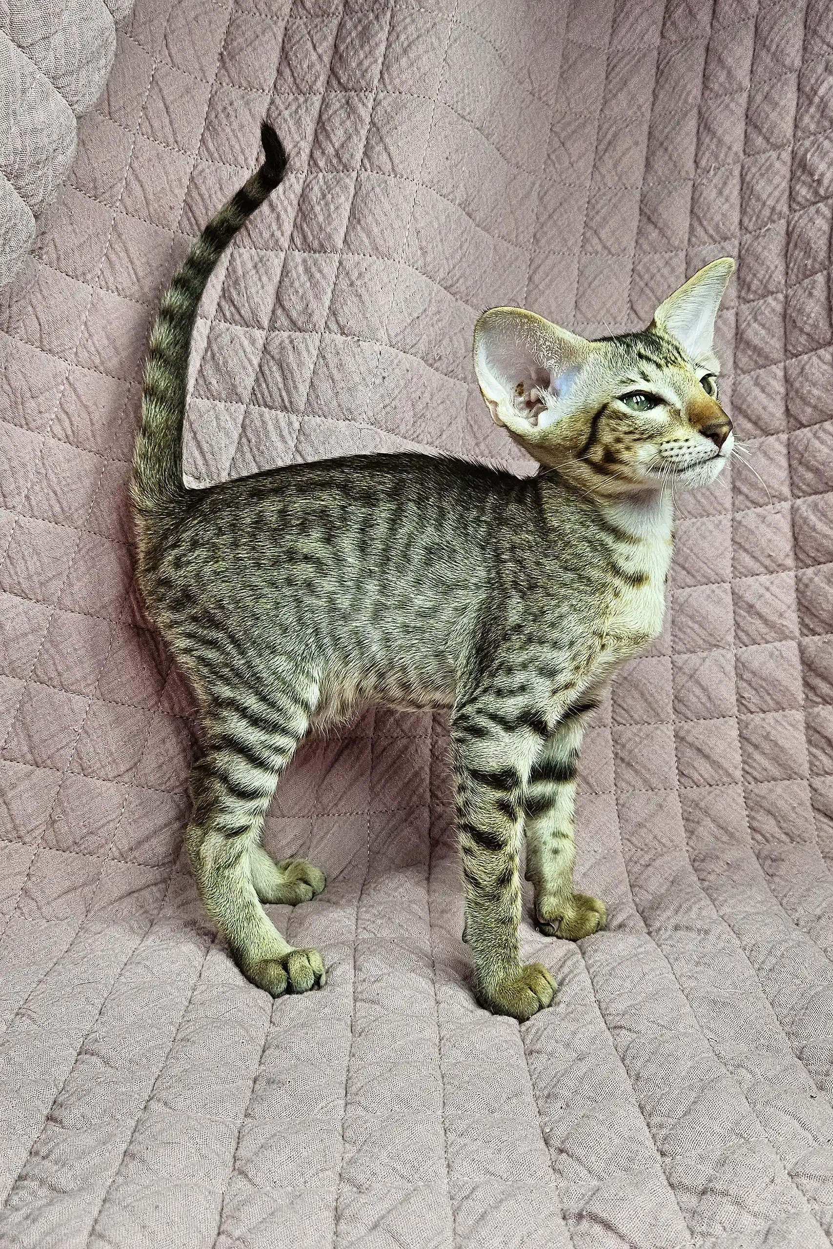 Torry | Oriental Shorthair Kitten - Image 2