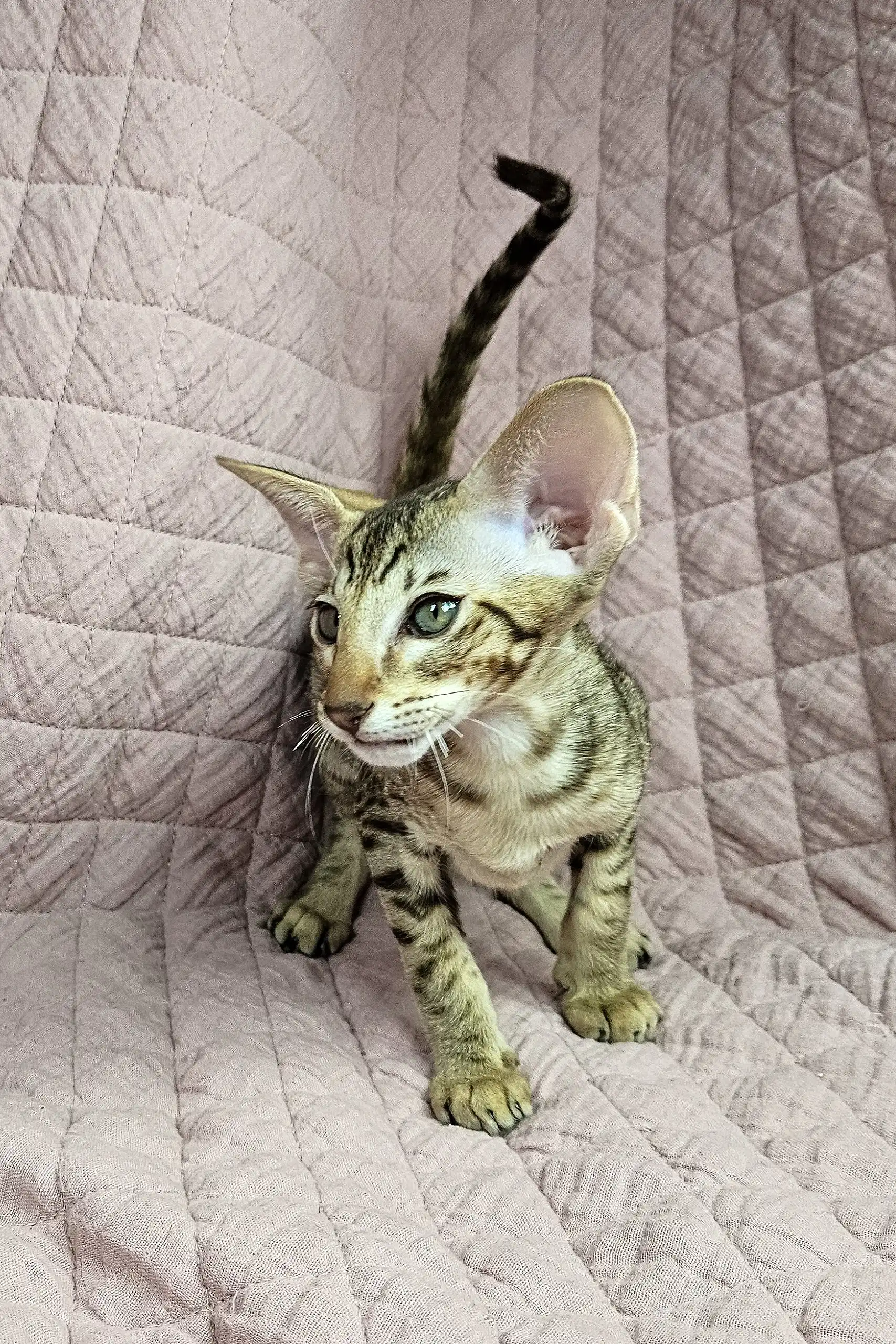 Torry | Oriental Shorthair Kitten - Image 7