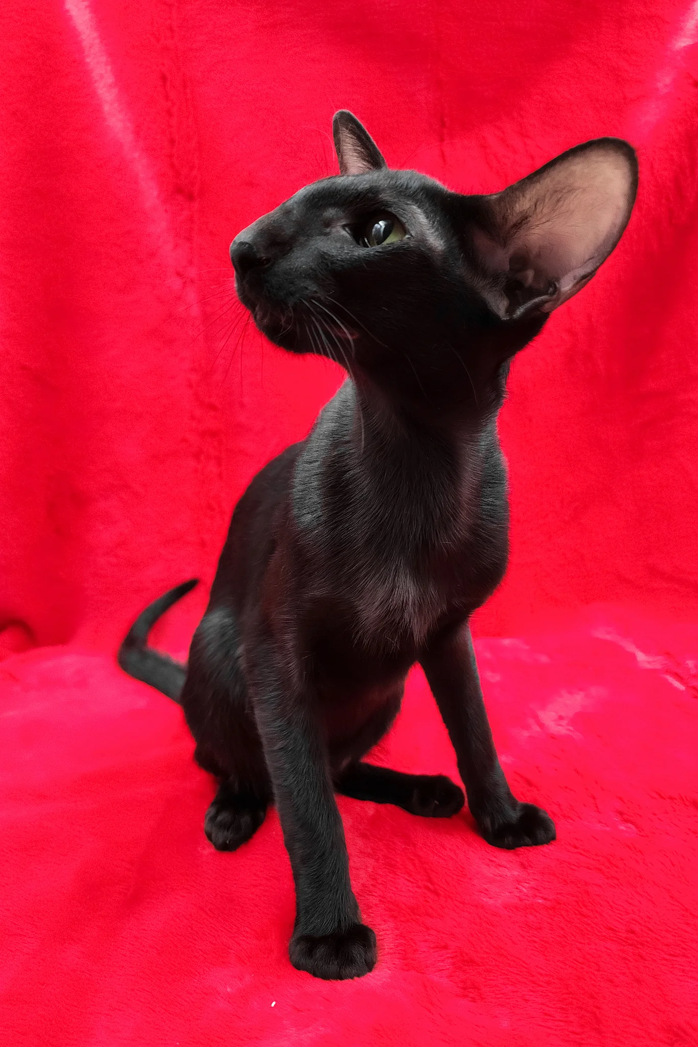 Ulric | Oriental Shorthair Kitten - Image 6