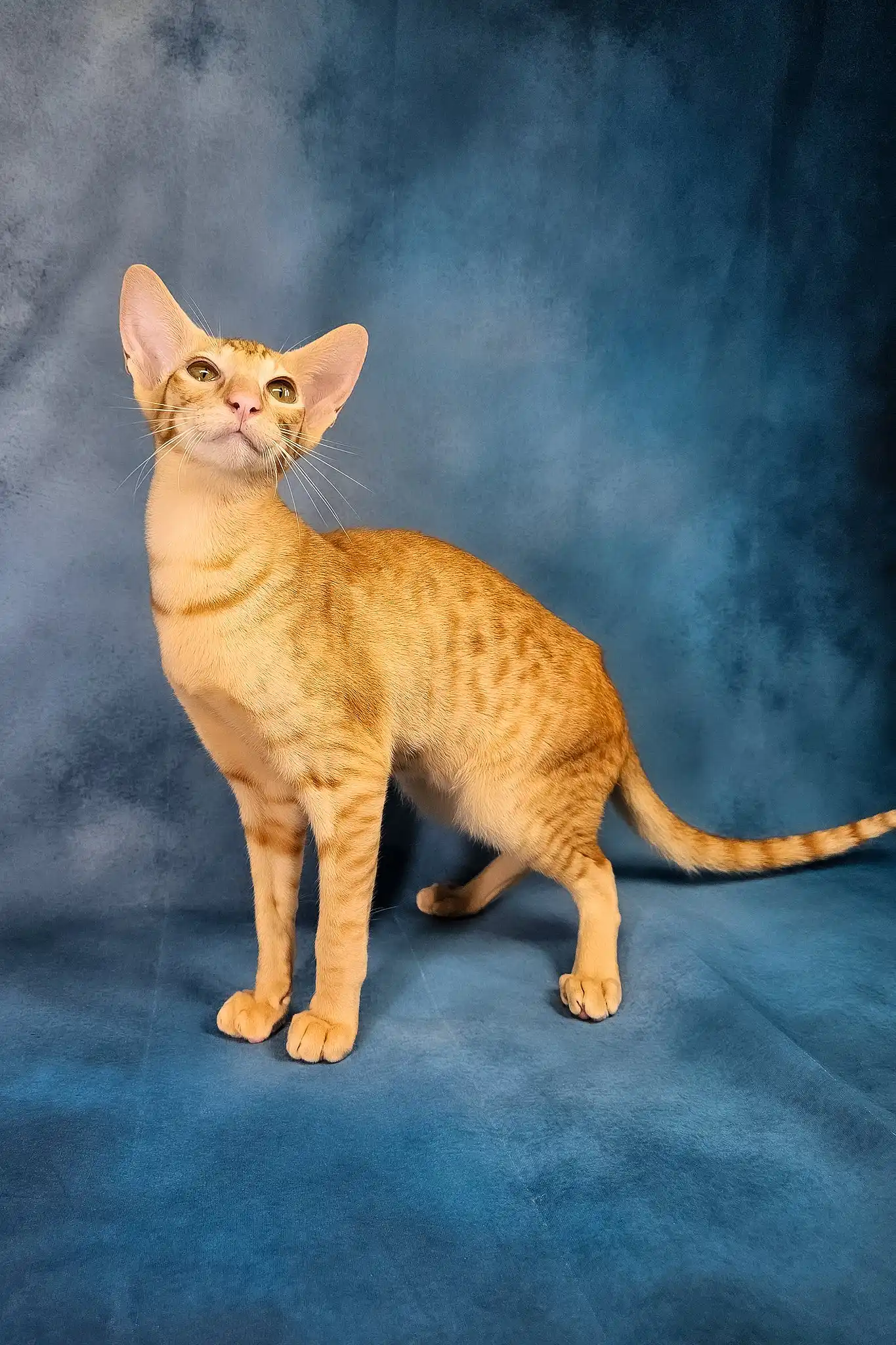 Ulvar | Oriental Shorthair Kitten