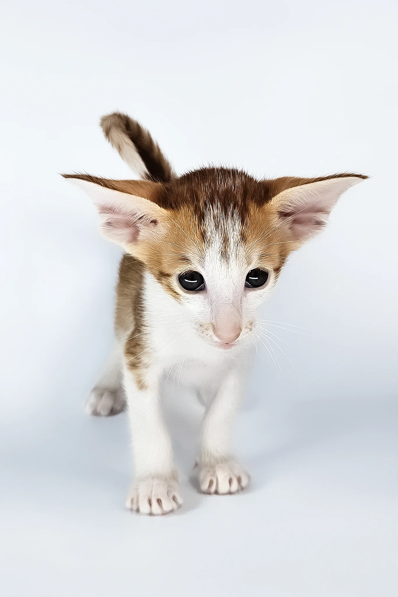 Umami | Oriental Shorthair Kitten - Image 3