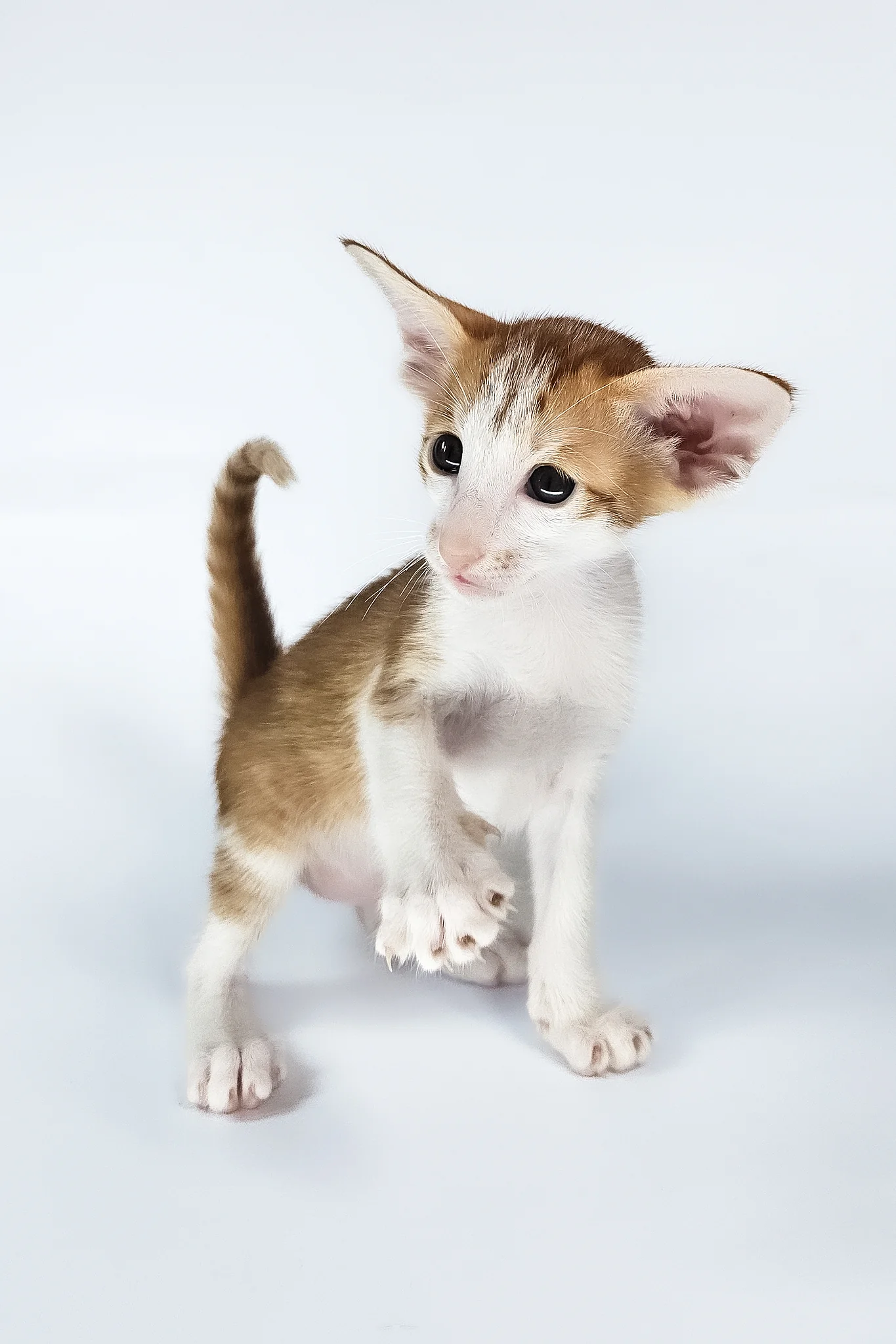 Umami | Oriental Shorthair Kitten - Image 4