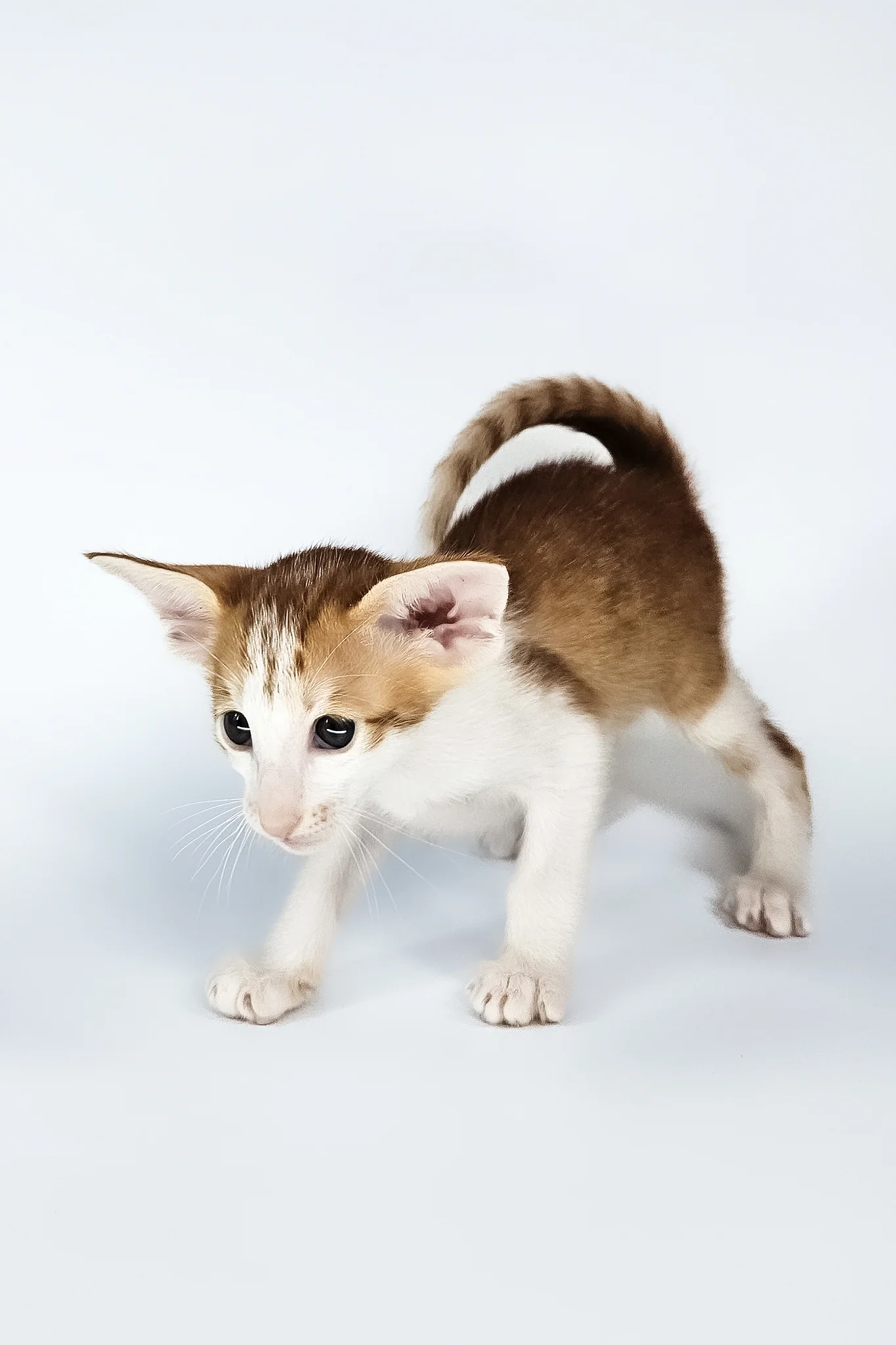 Umami | Oriental Shorthair Kitten - Image 5