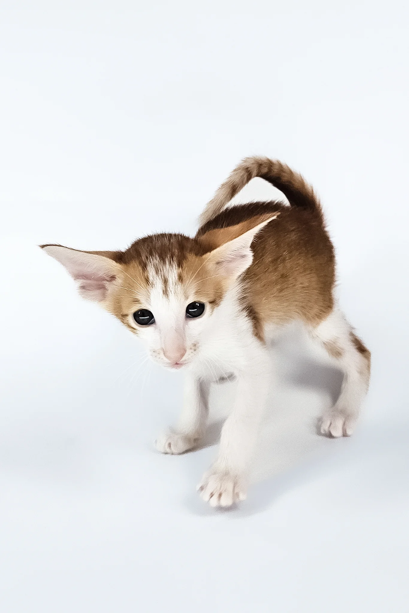 Umami | Oriental Shorthair Kitten - Image 7