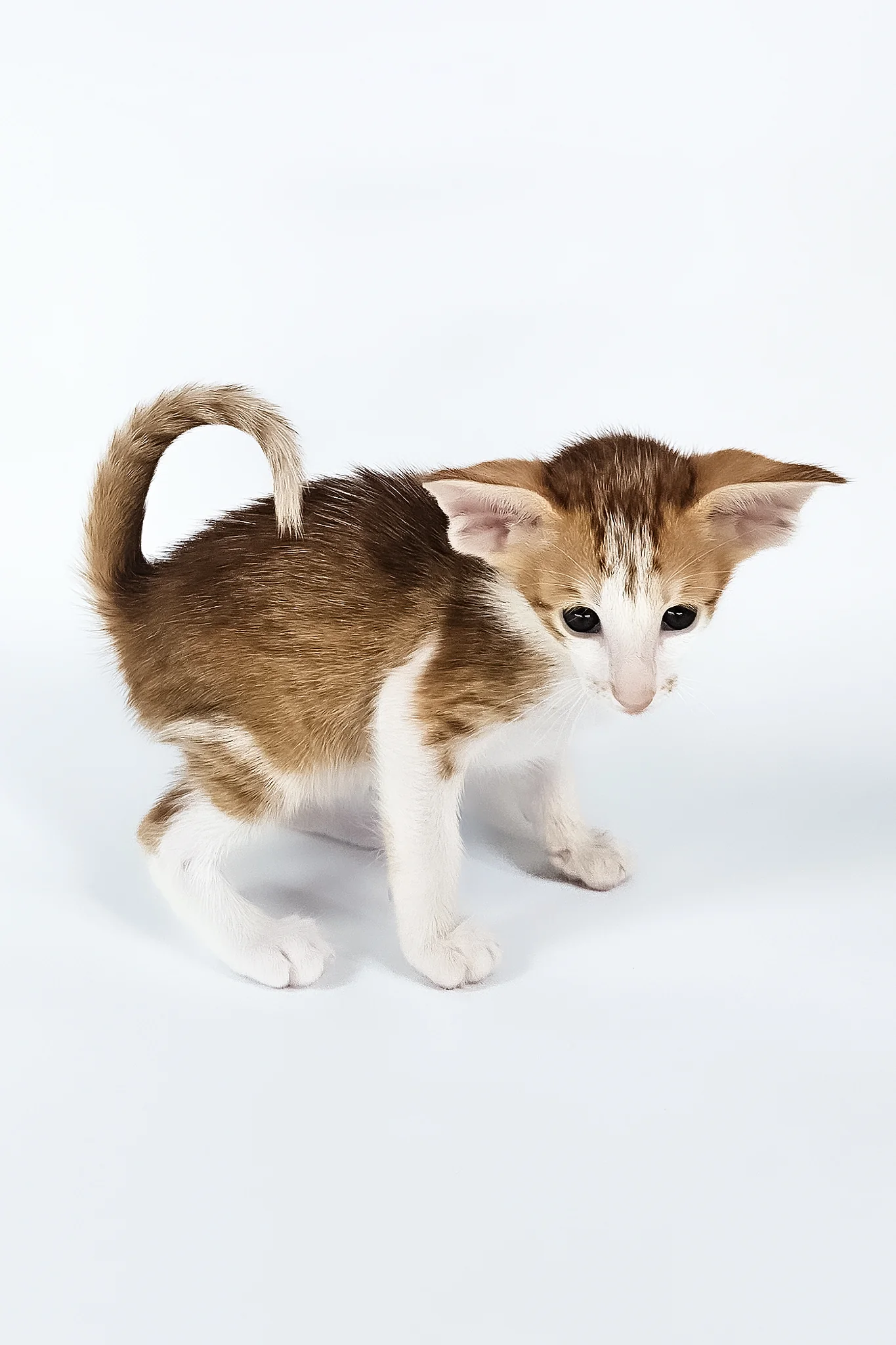 Umami | Oriental Shorthair Kitten - Image 9