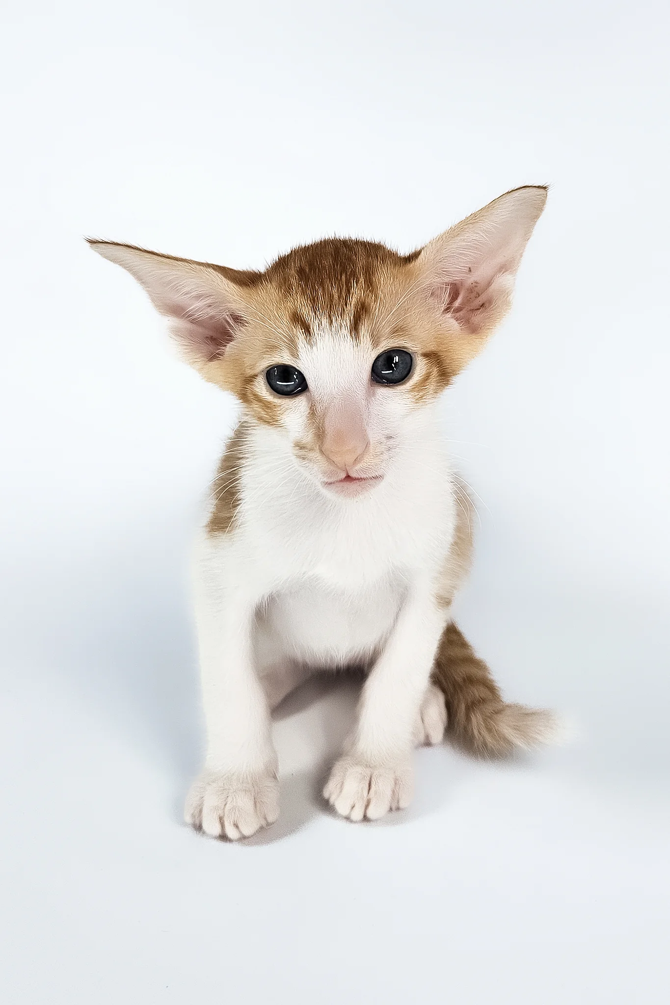 Unik | Oriental Shorthair Kitten - Image 18