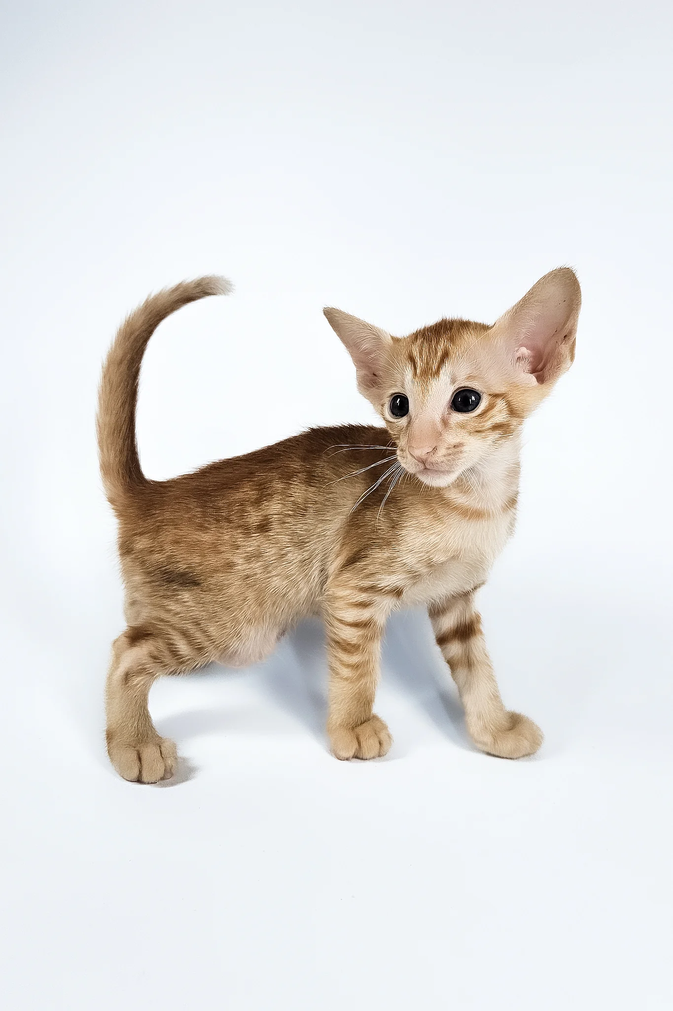 Uvar | Oriental Shorthair Kitten - Image 10