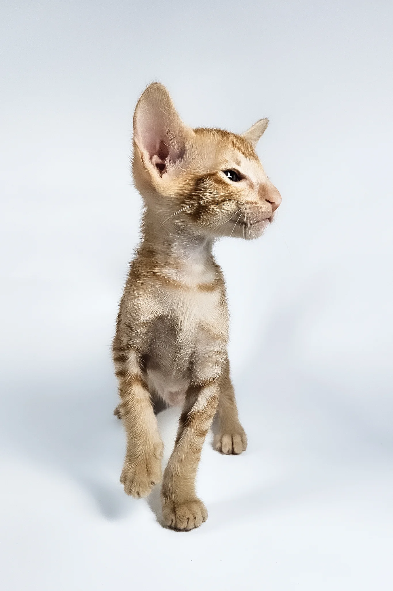 Uvar | Oriental Shorthair Kitten - Image 14
