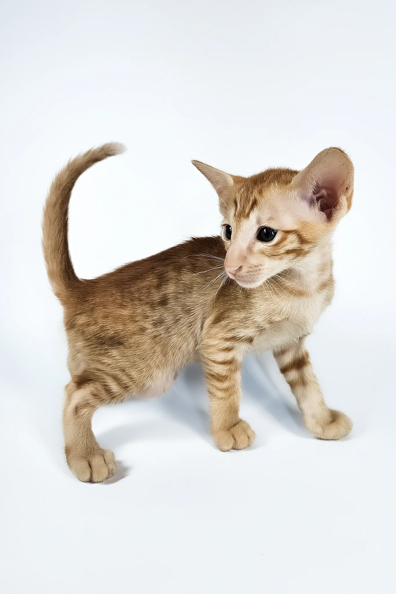 Uvar | Oriental Shorthair Kitten - Image 3