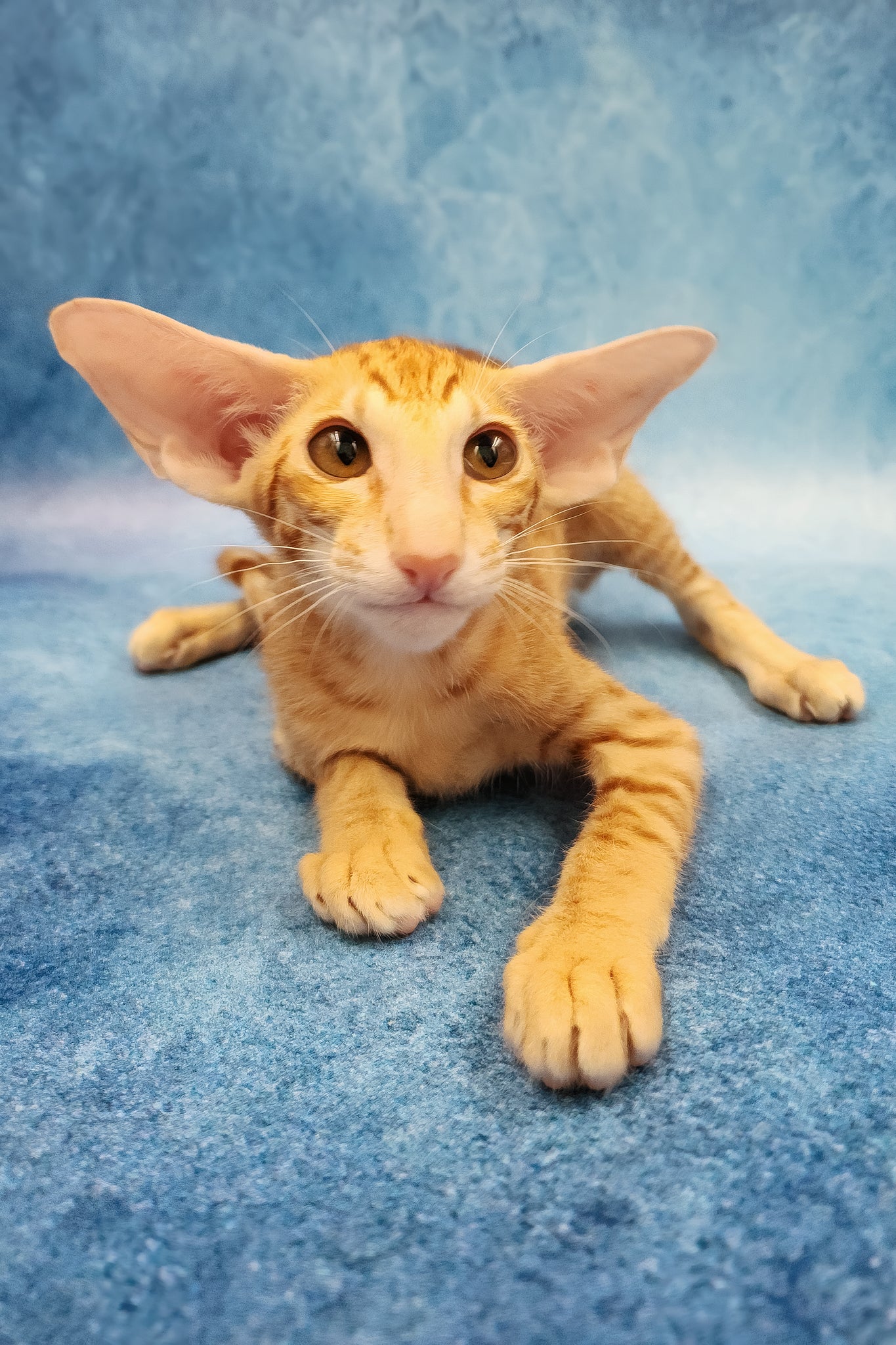 Yatis | Oriental Shorthair Kitten - Image 2