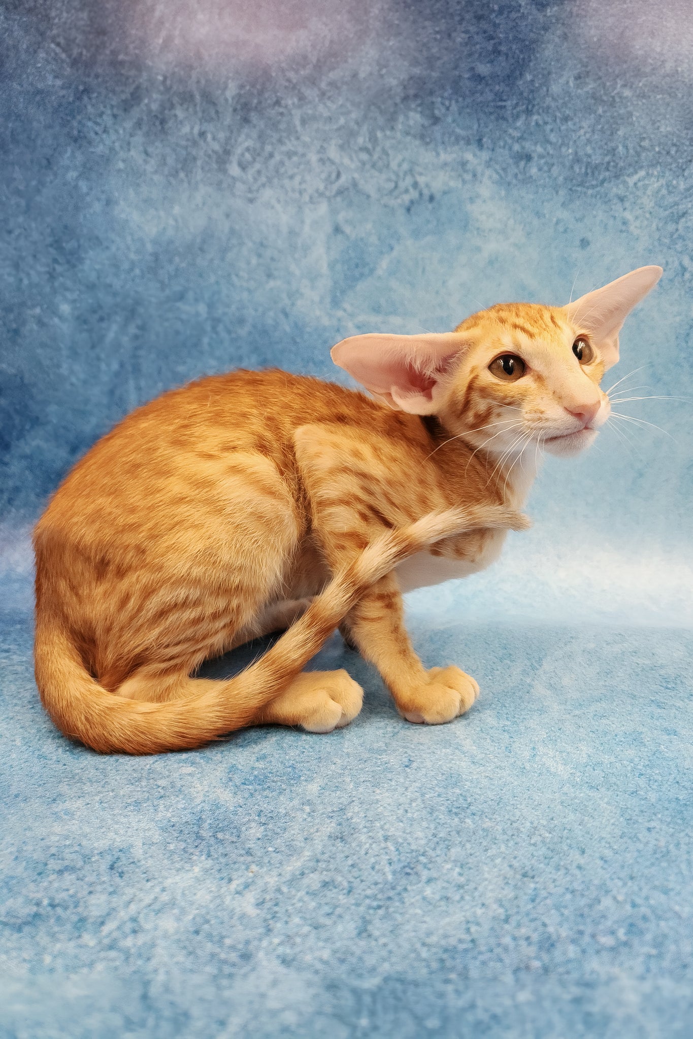 Yatis | Oriental Shorthair Kitten - Image 6