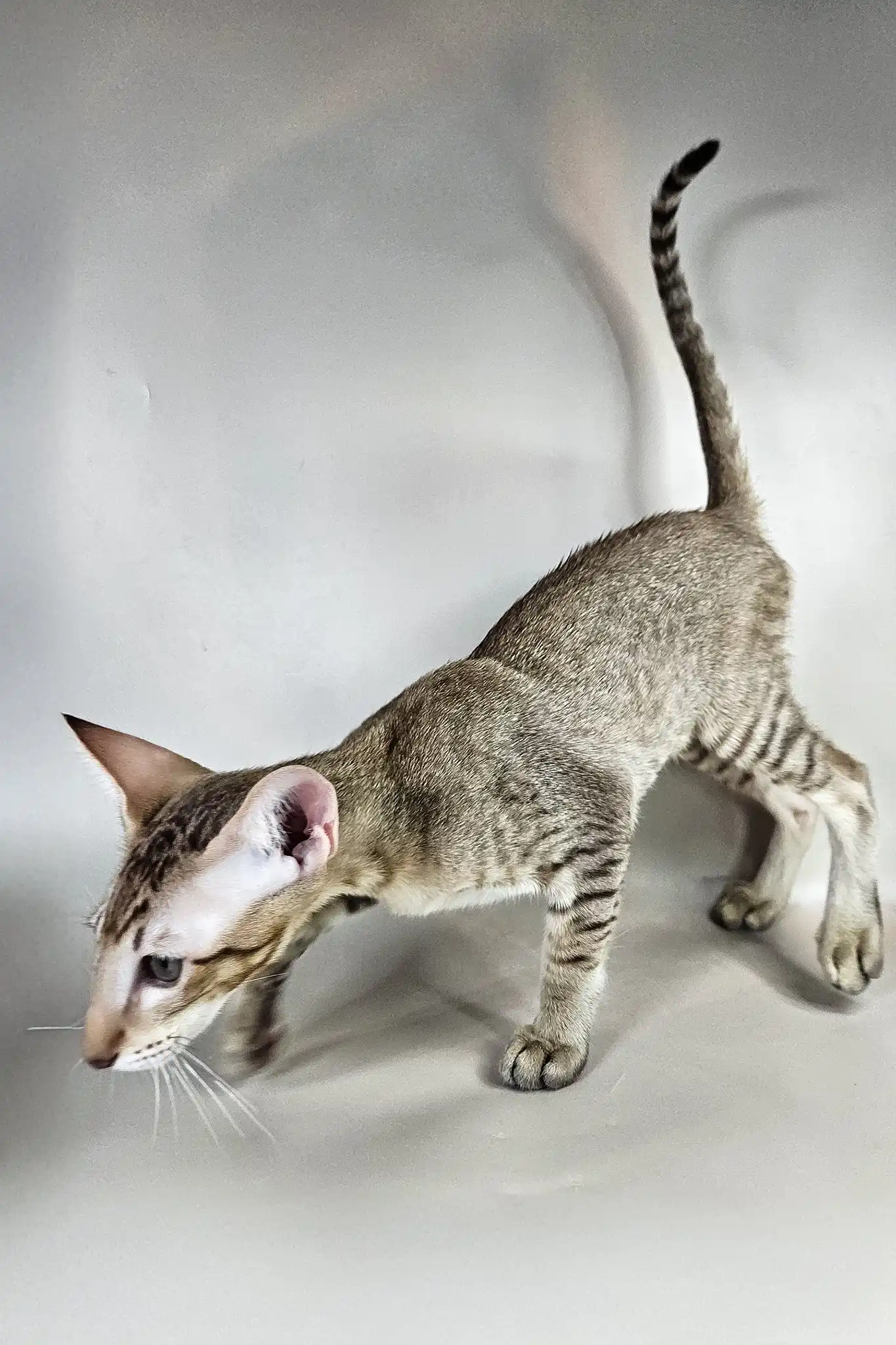 Yukka | Oriental Shorthair Kitten - Image 6