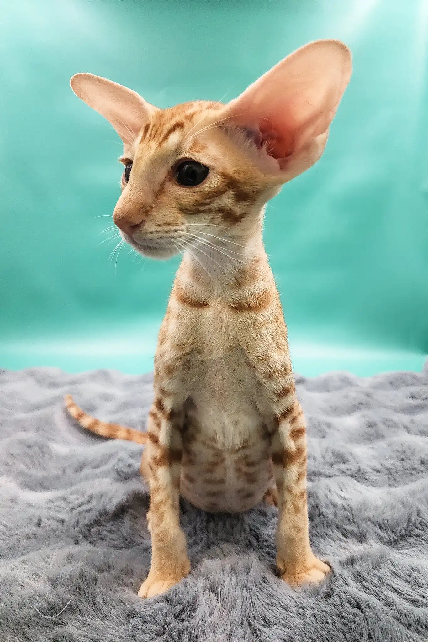 Zosim | Oriental Shorthair Kitten - Image 6