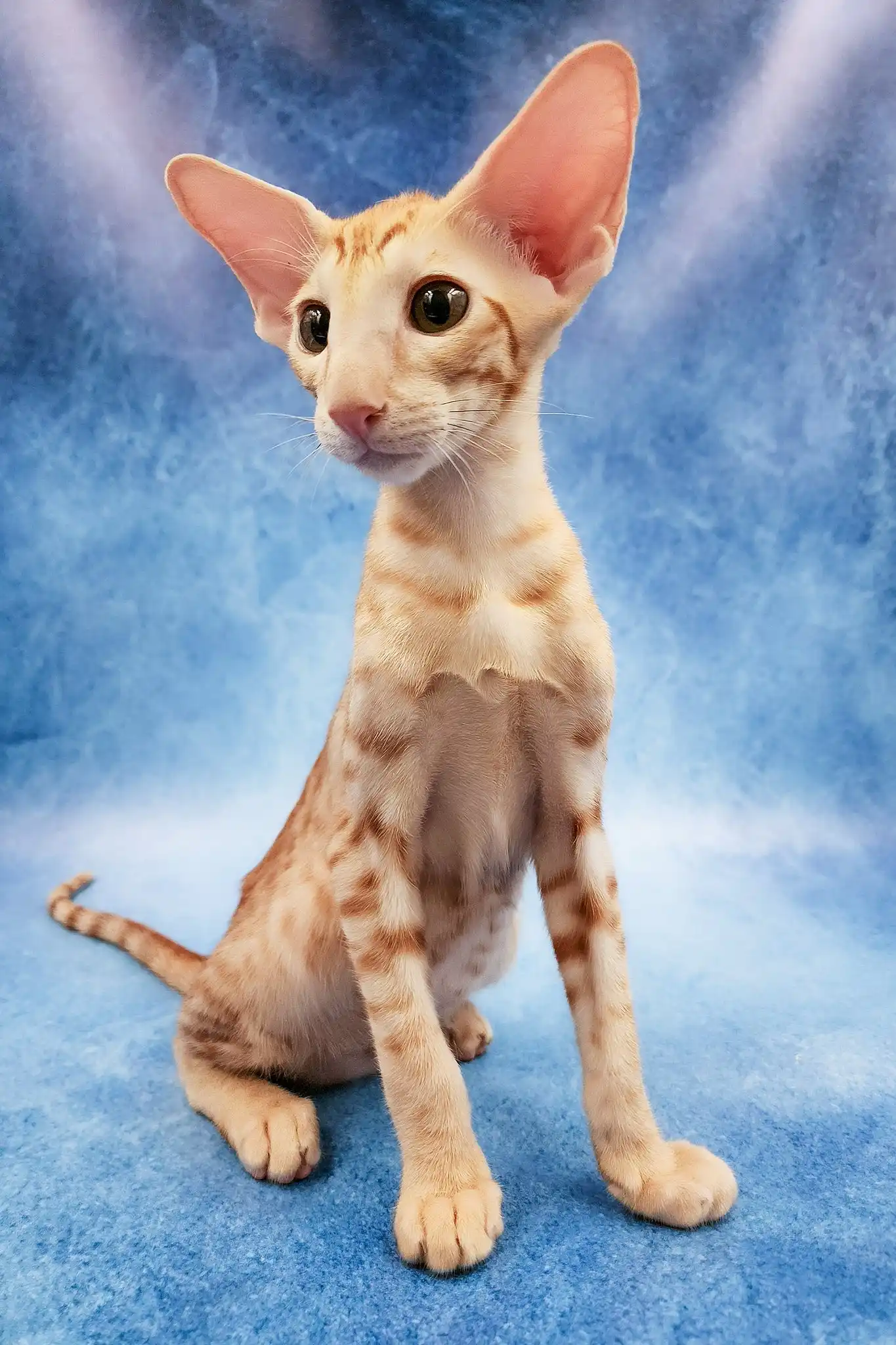 Zlatan | Oriental Shorthair Kitten - Image 6