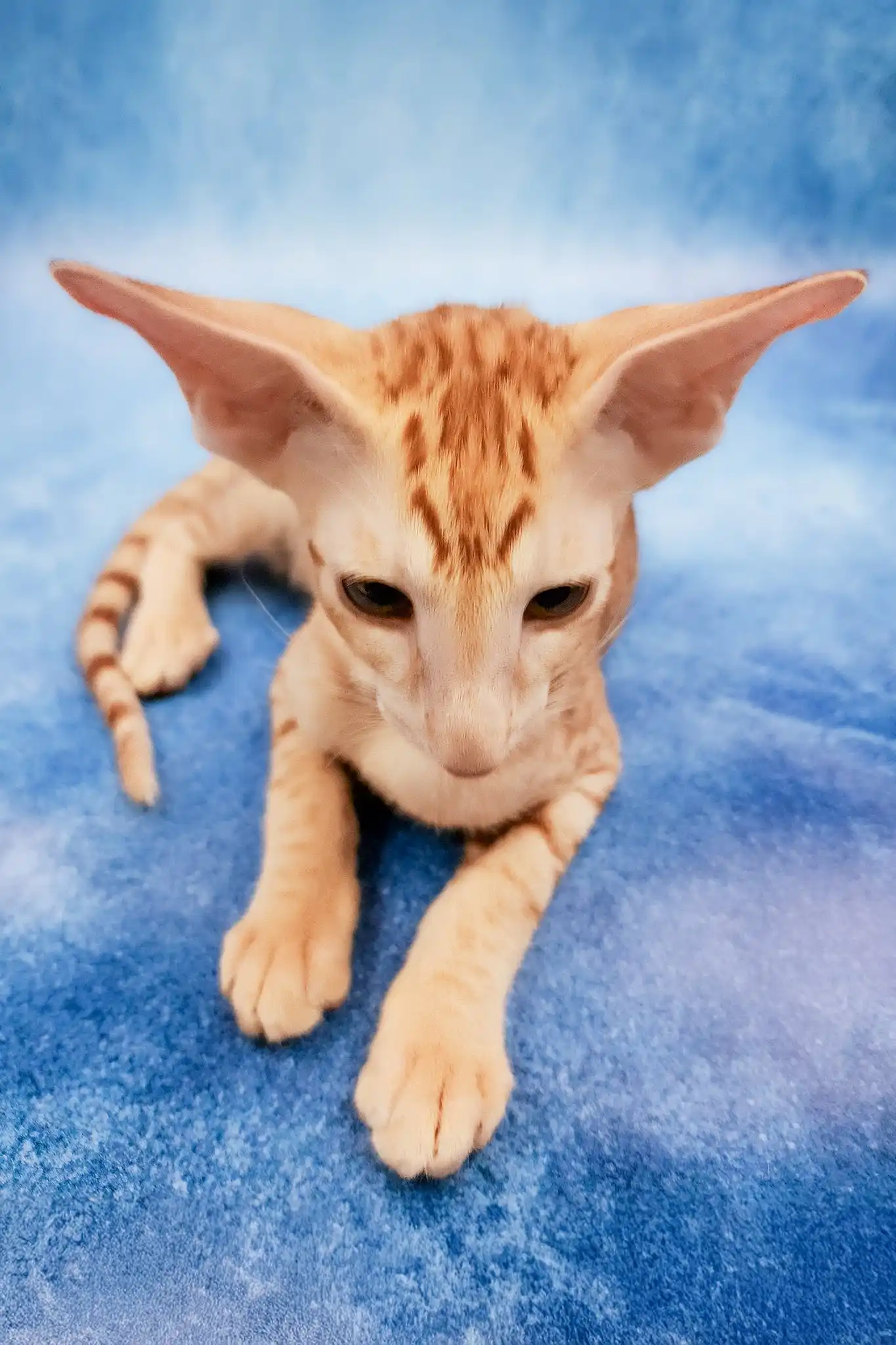 Zlatan | Oriental Shorthair Kitten - Image 7