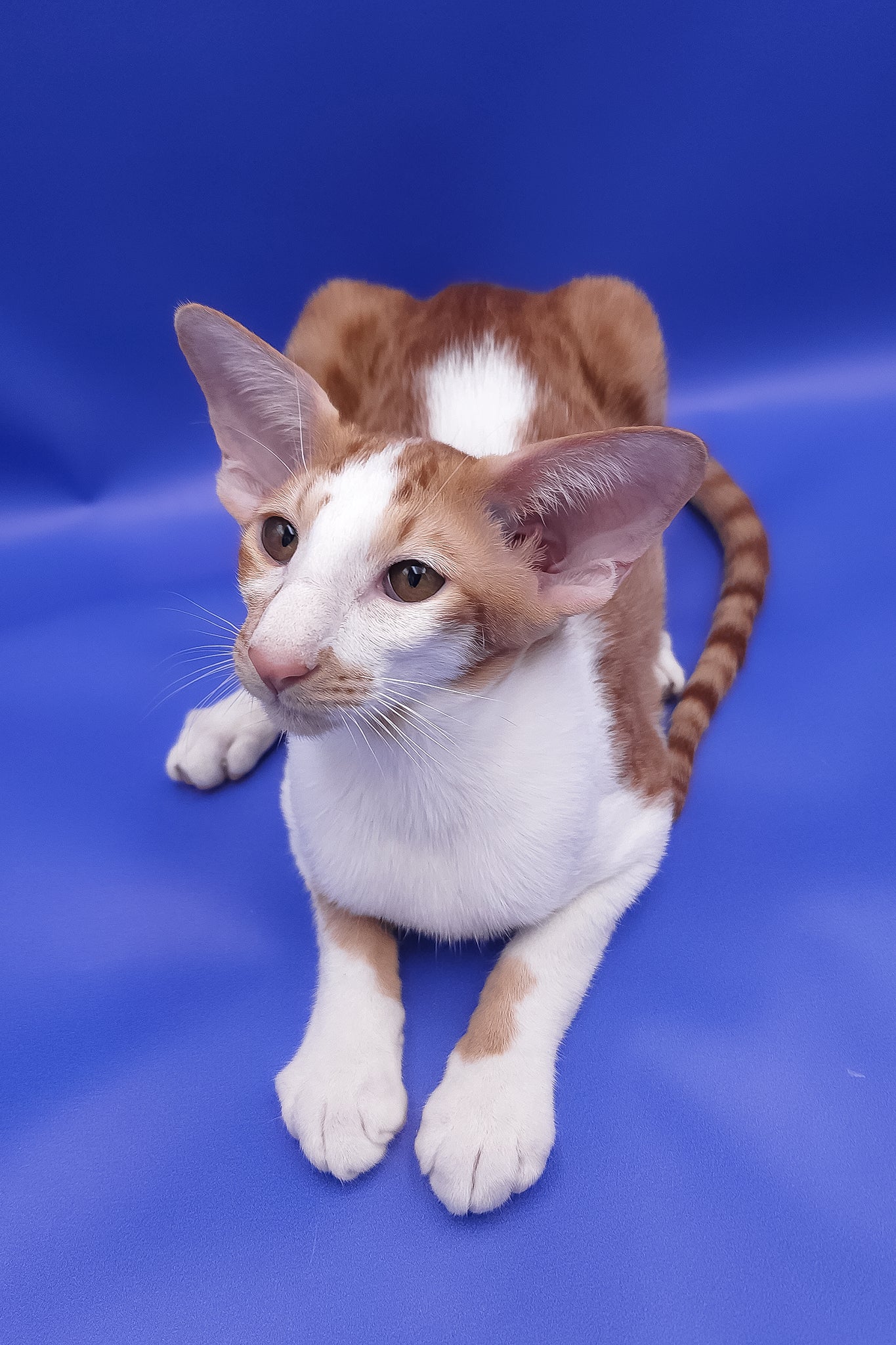 Zufar | Oriental Shorthair Kitten - Image 10