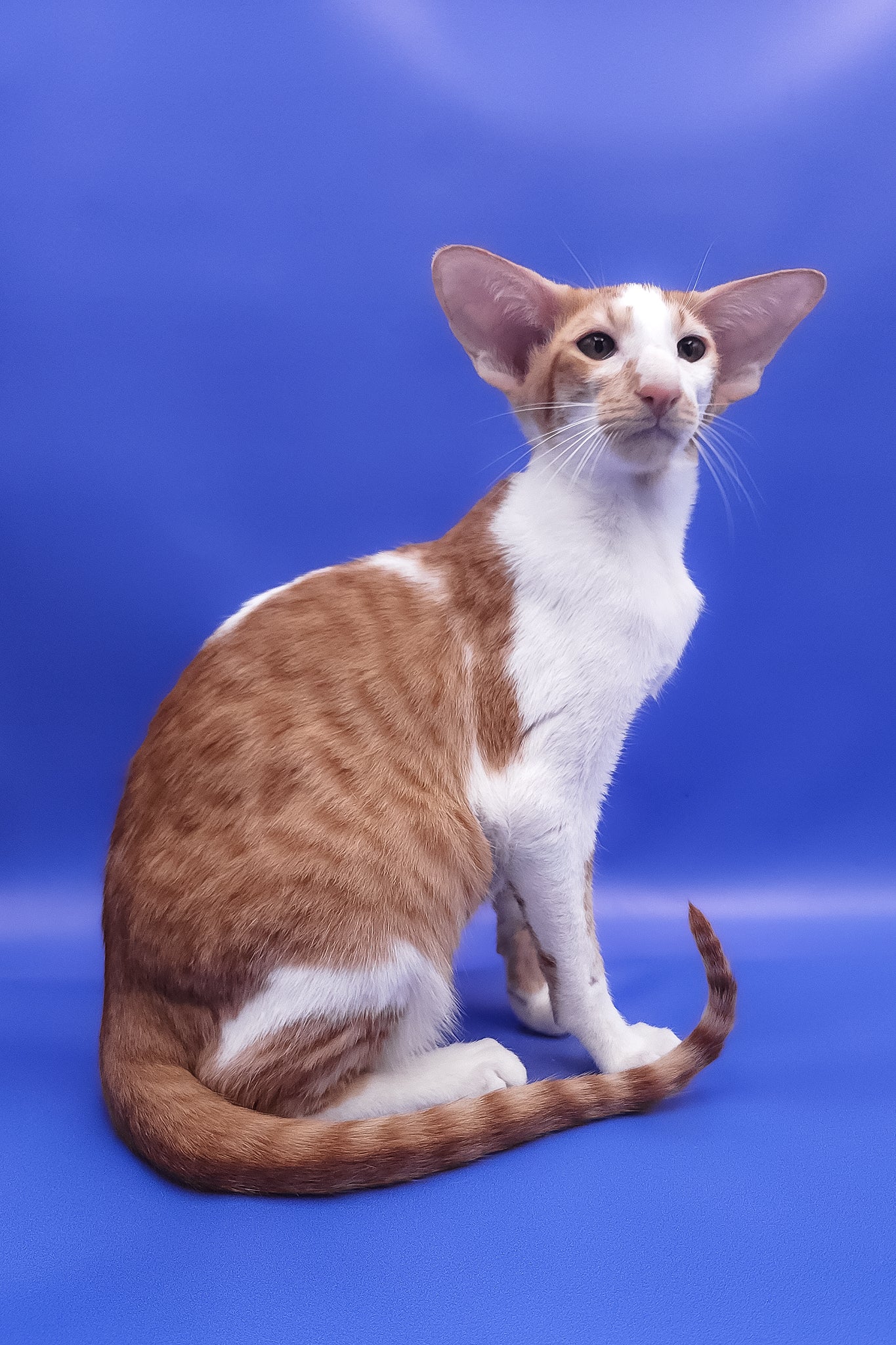 Zufar | Oriental Shorthair Kitten - Image 2