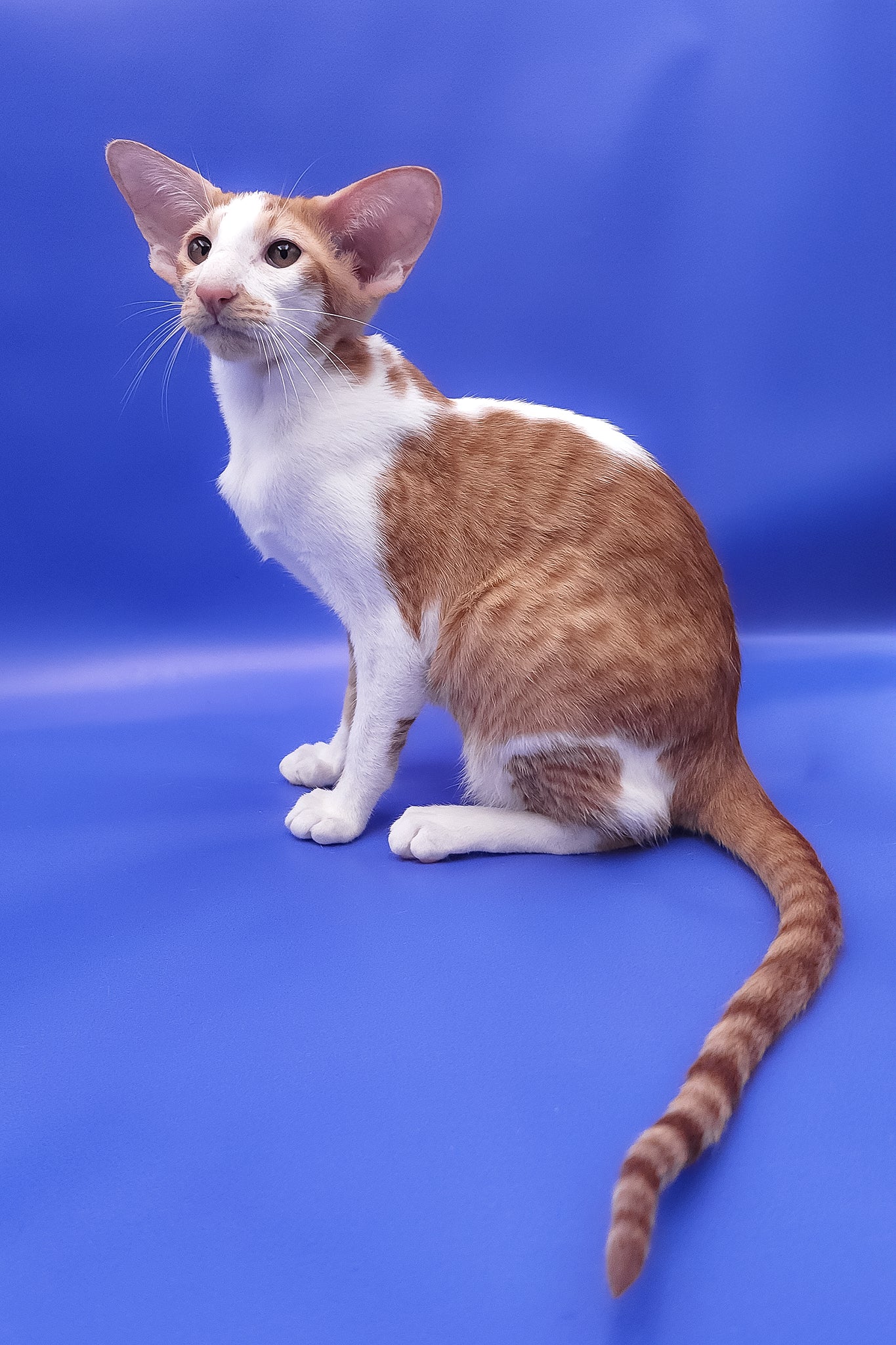 Zufar | Oriental Shorthair Kitten - Image 8