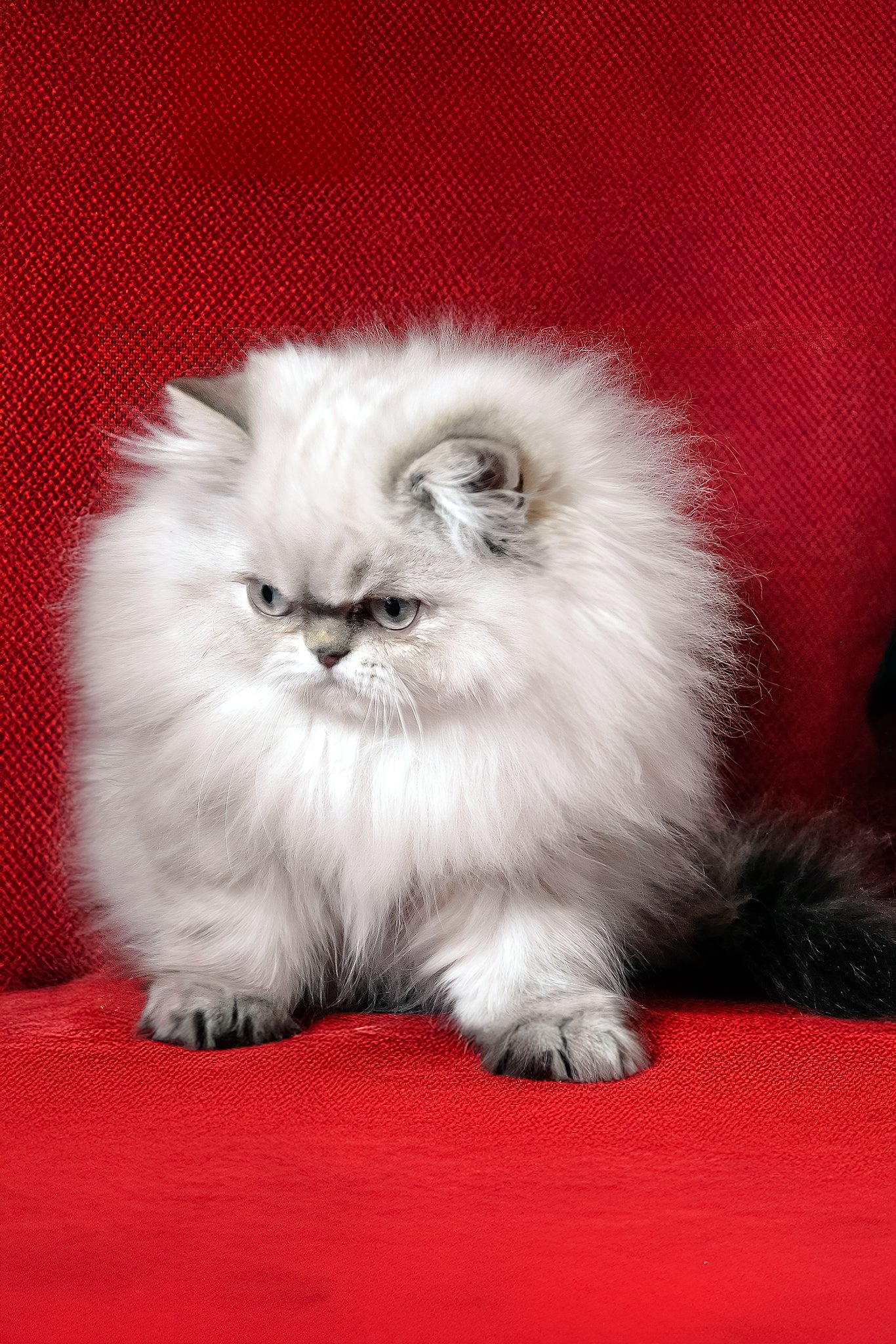 Alen | Persian Kitten - Image 3