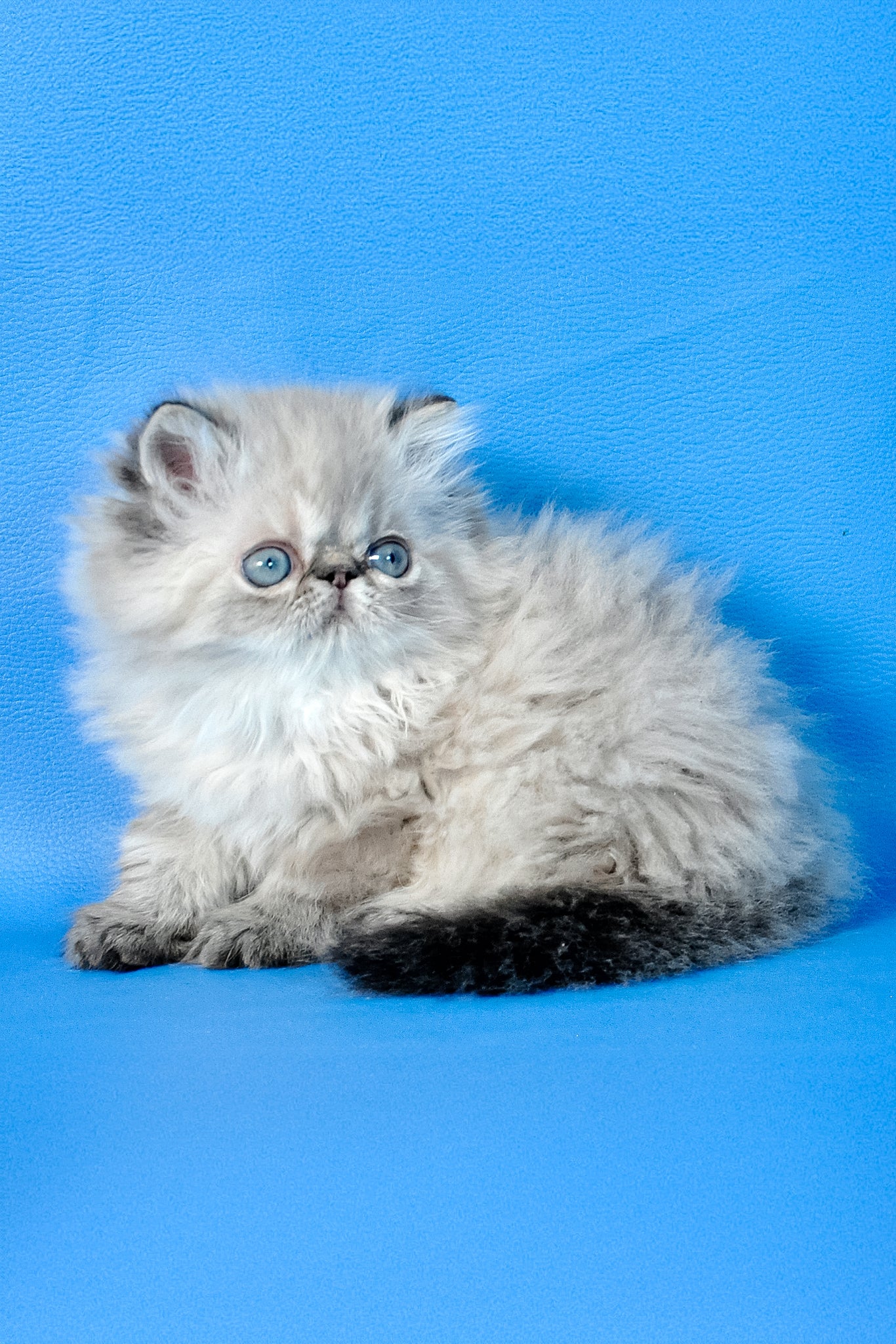 Alvin | Persian Kitten - Image 5