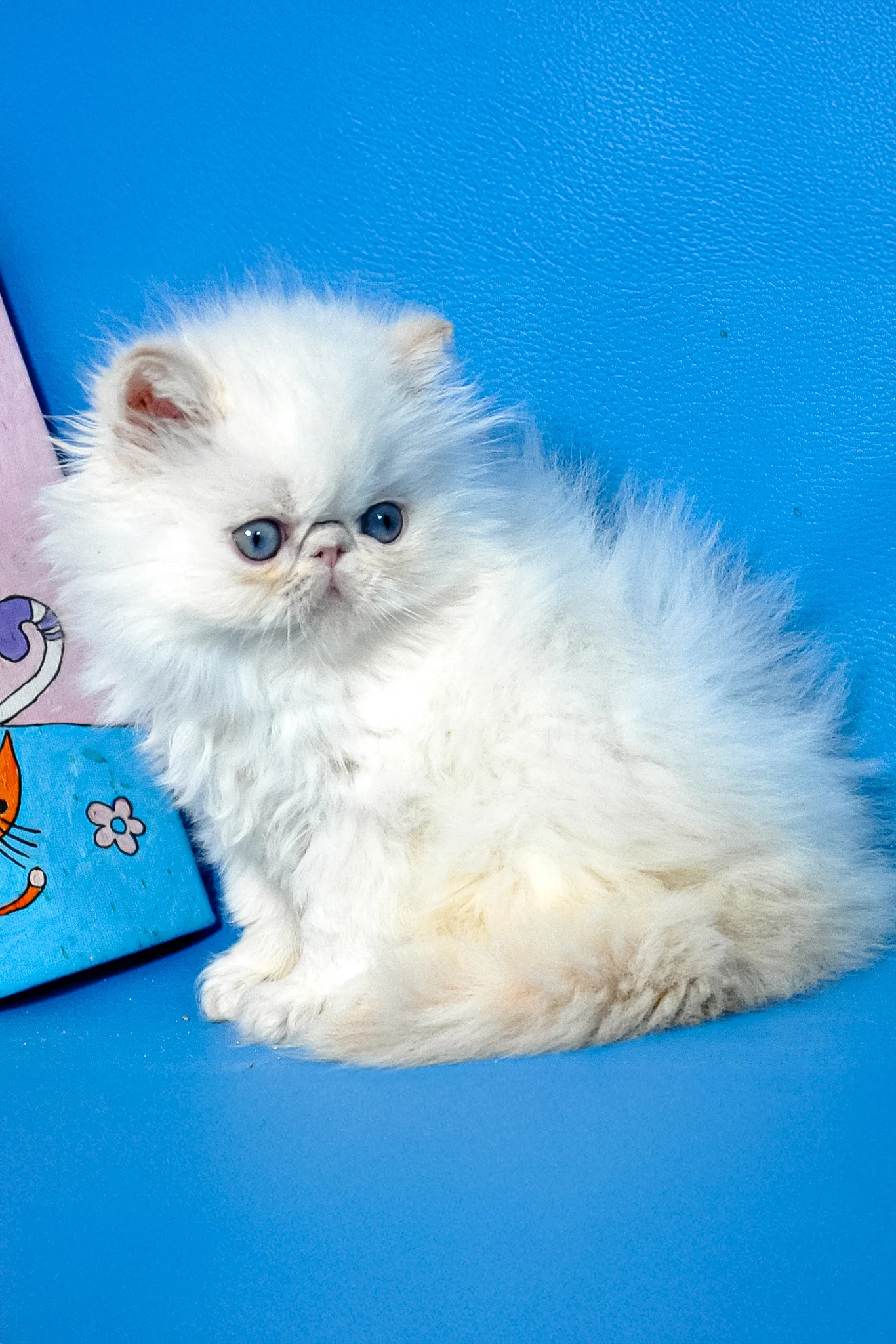 Armani | Persian Kitten - Image 3