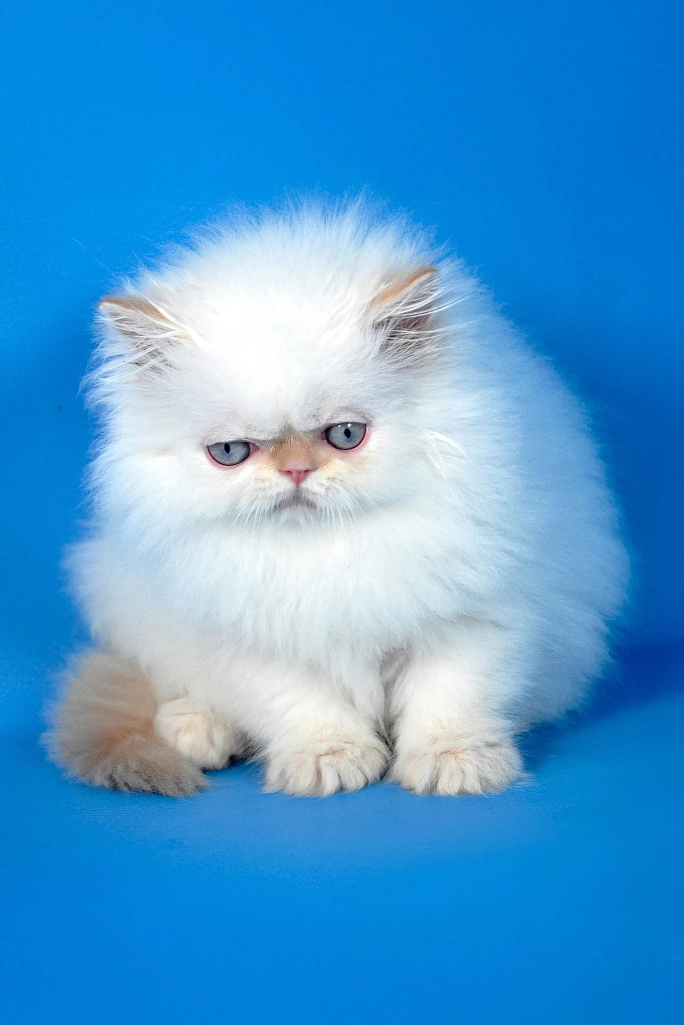 Ascher | Persian Kitten - Image 6