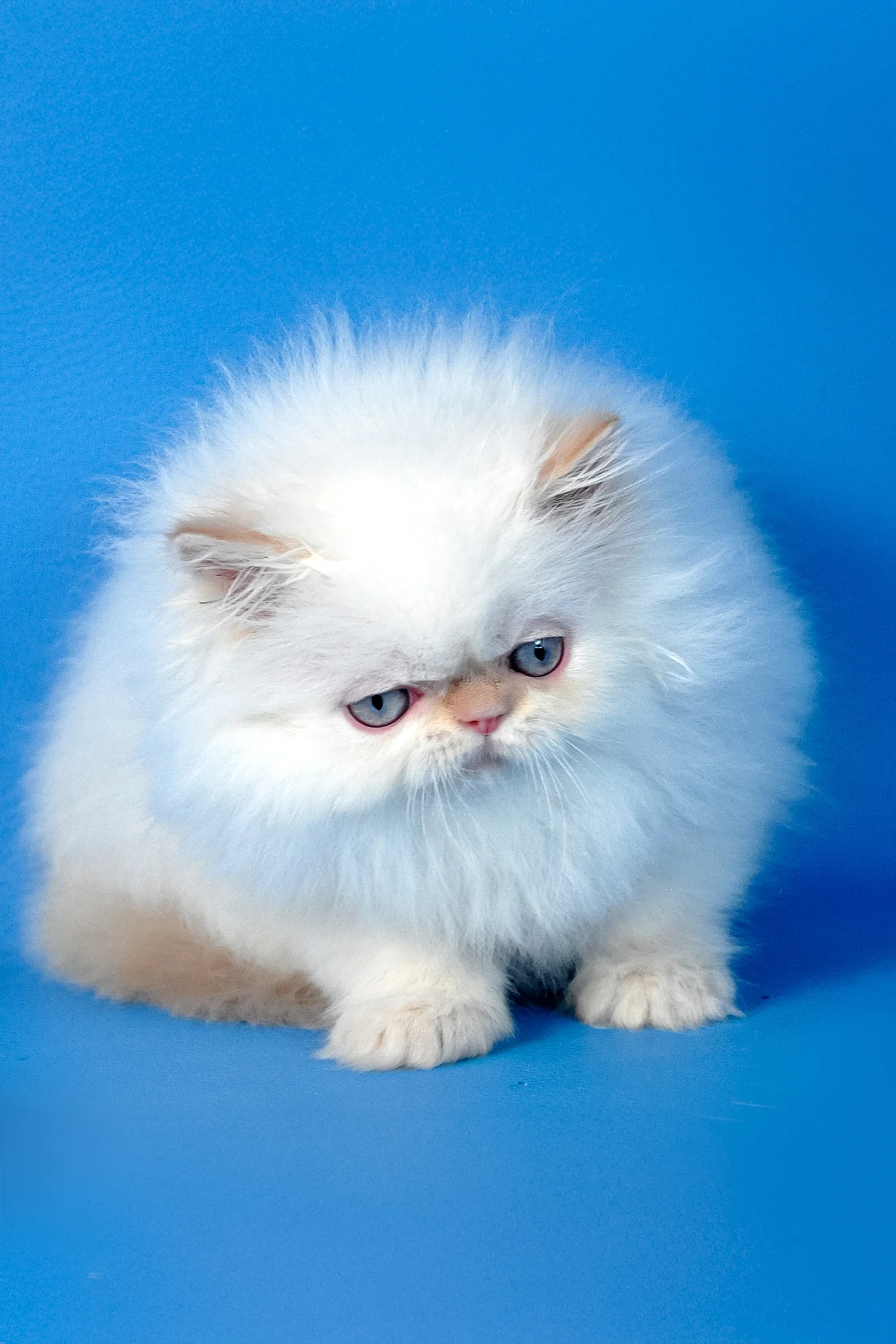 Ascher | Persian Kitten - Image 7
