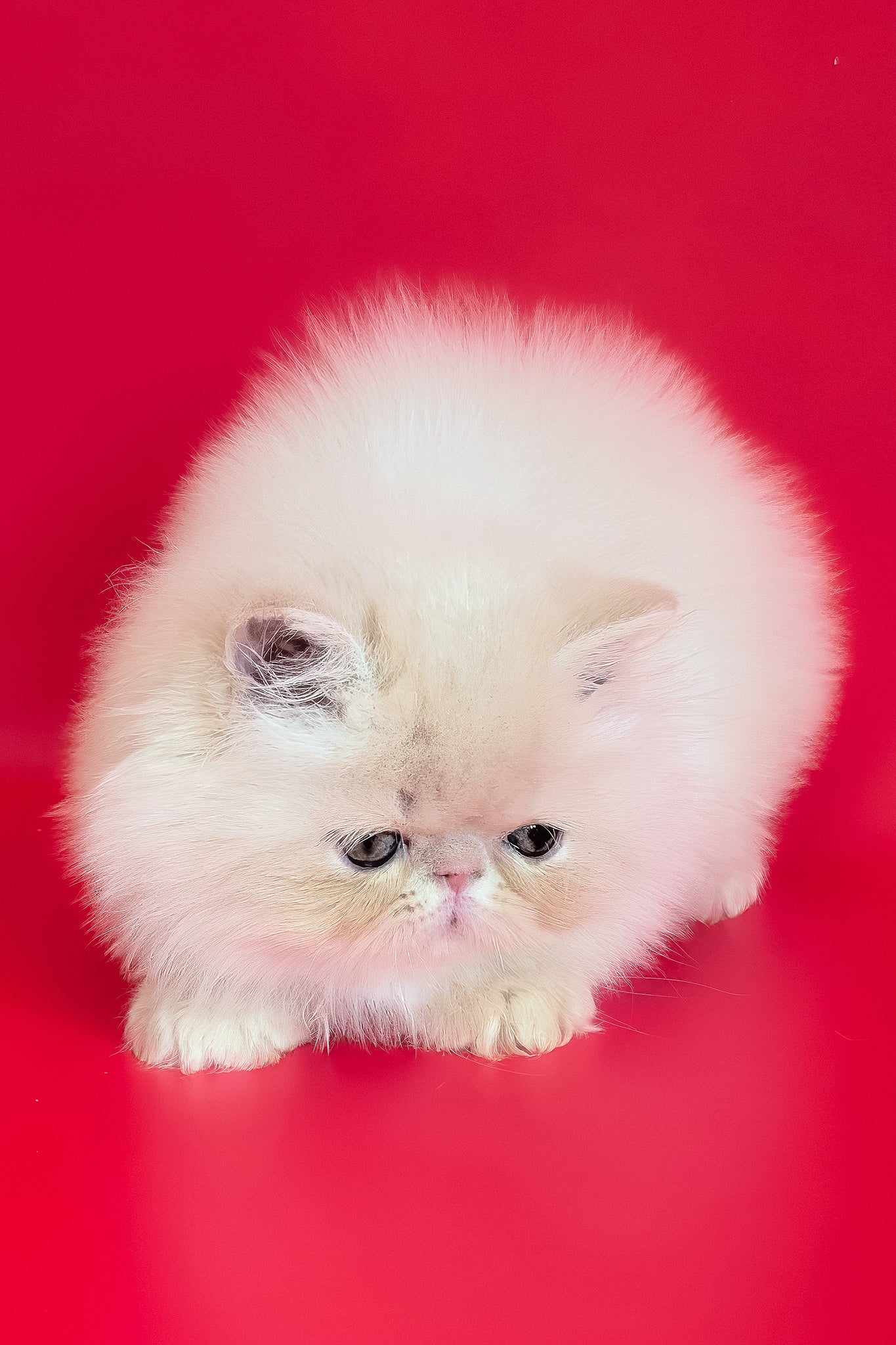 Cеvin | Persian Kitten - Image 6