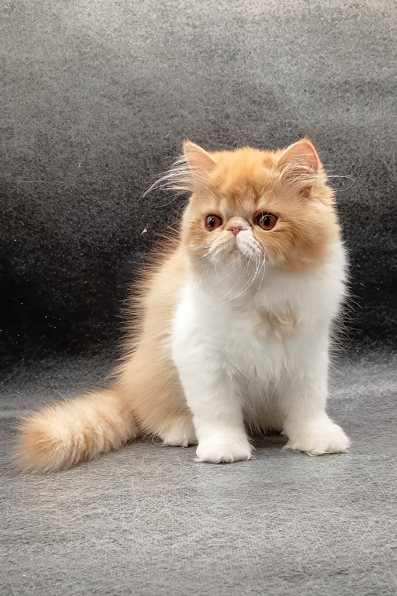 Fabio | Persian Kitten - Image 2
