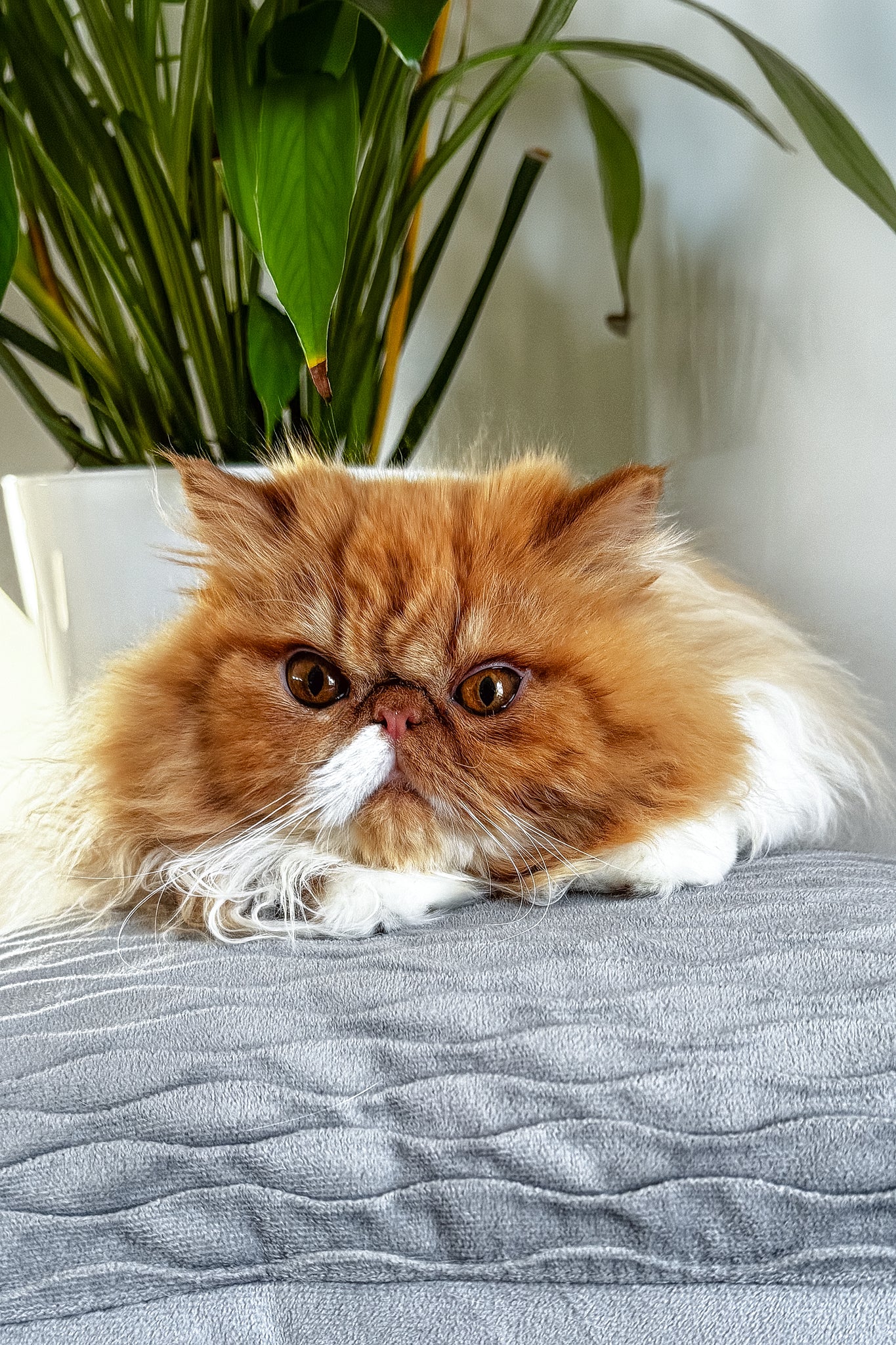 Ferrari | Persian Kitten - Image 3
