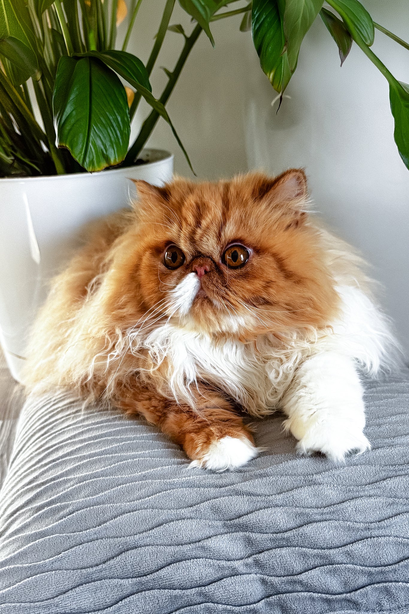 Ferrari | Persian Kitten - Image 4