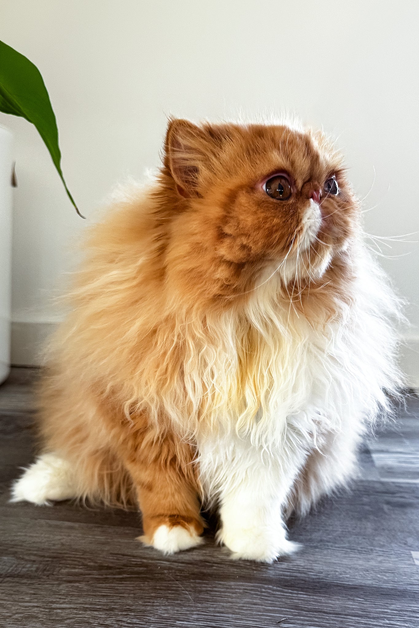 Ferrari | Persian Kitten - Image 8