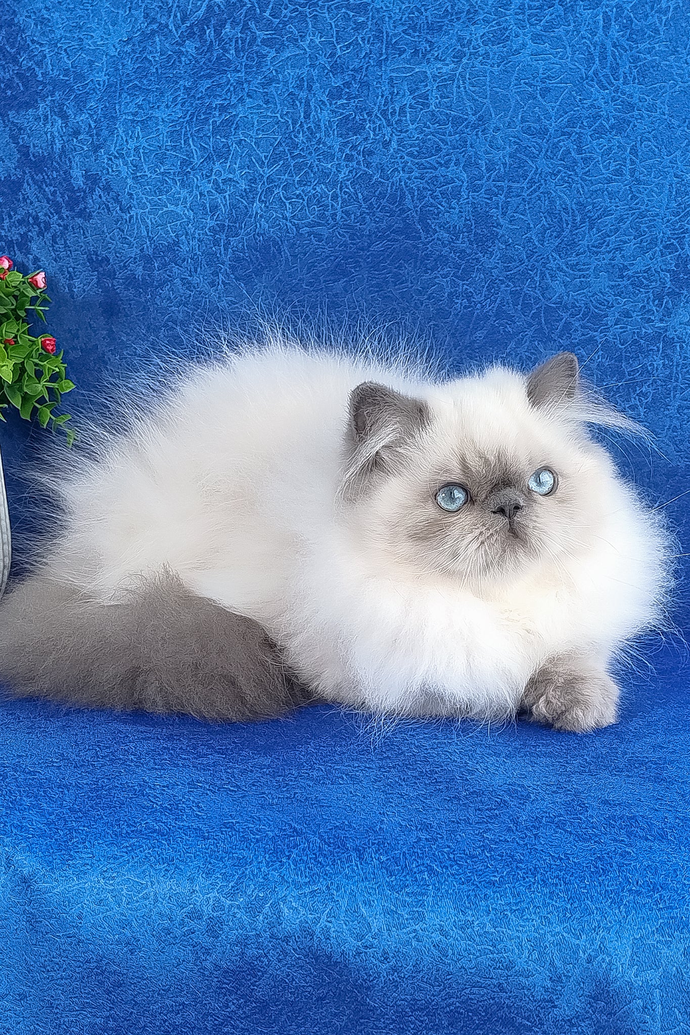 Leo | Persian Kitten - Image 6