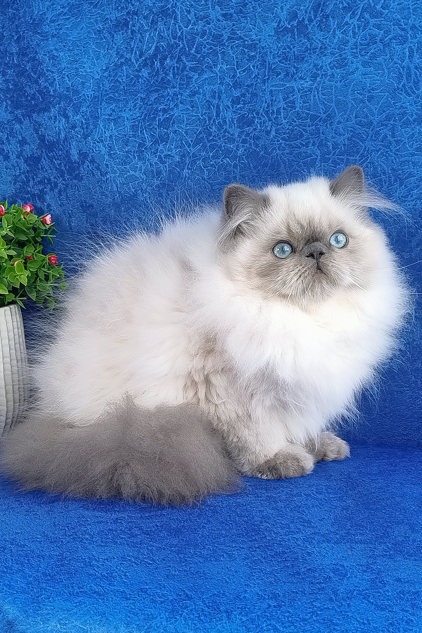 Leo | Persian Kitten - Image 9